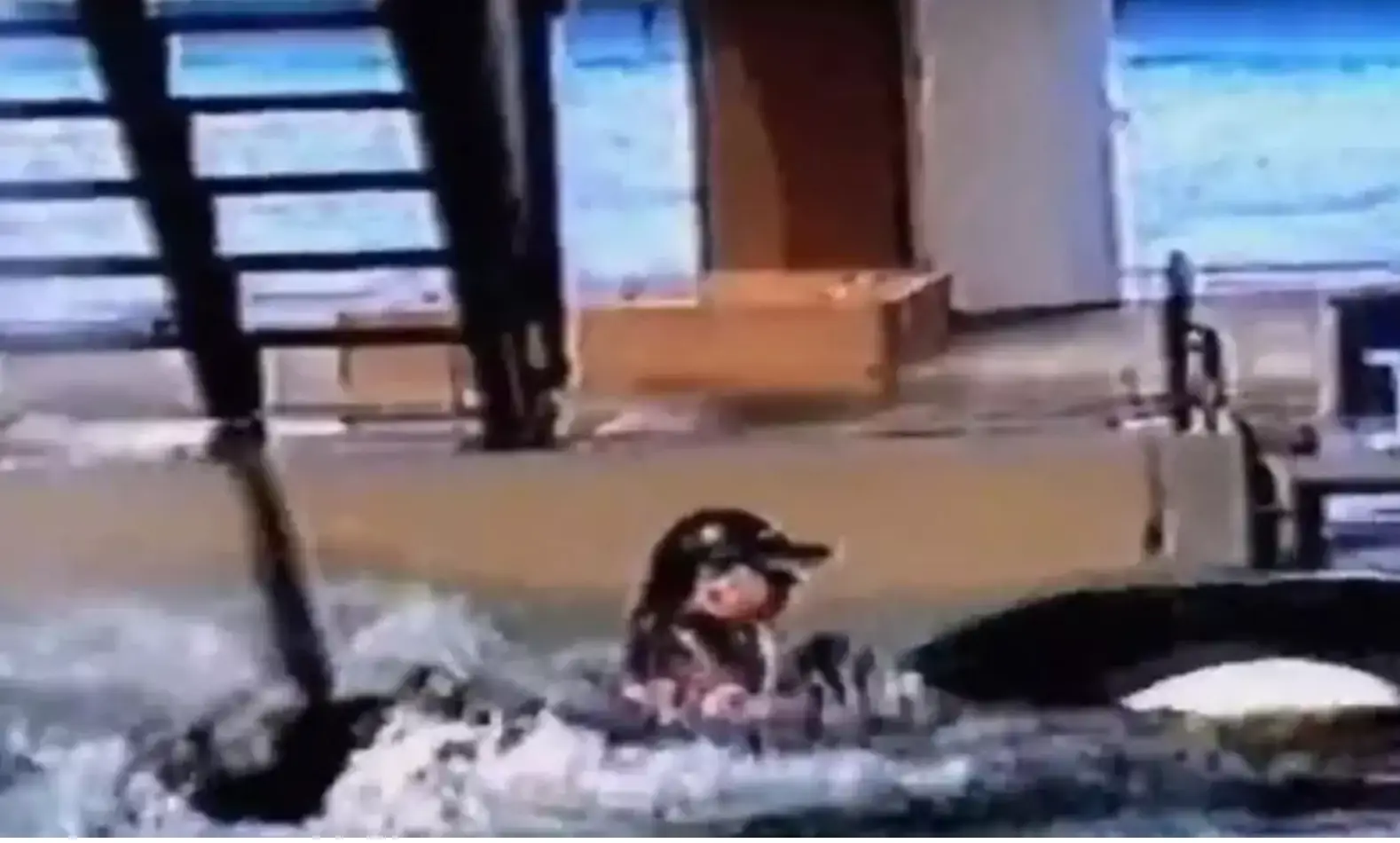 The trainer was dragged underwater by the two whales.