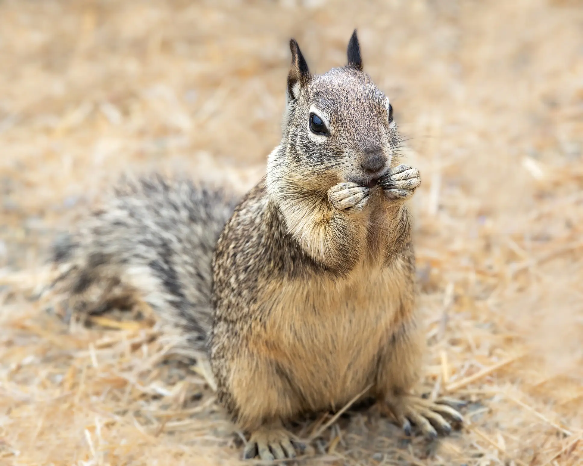 Squirrels can be very cute when they're not covered in warts and sores (Getty Stock Photo)