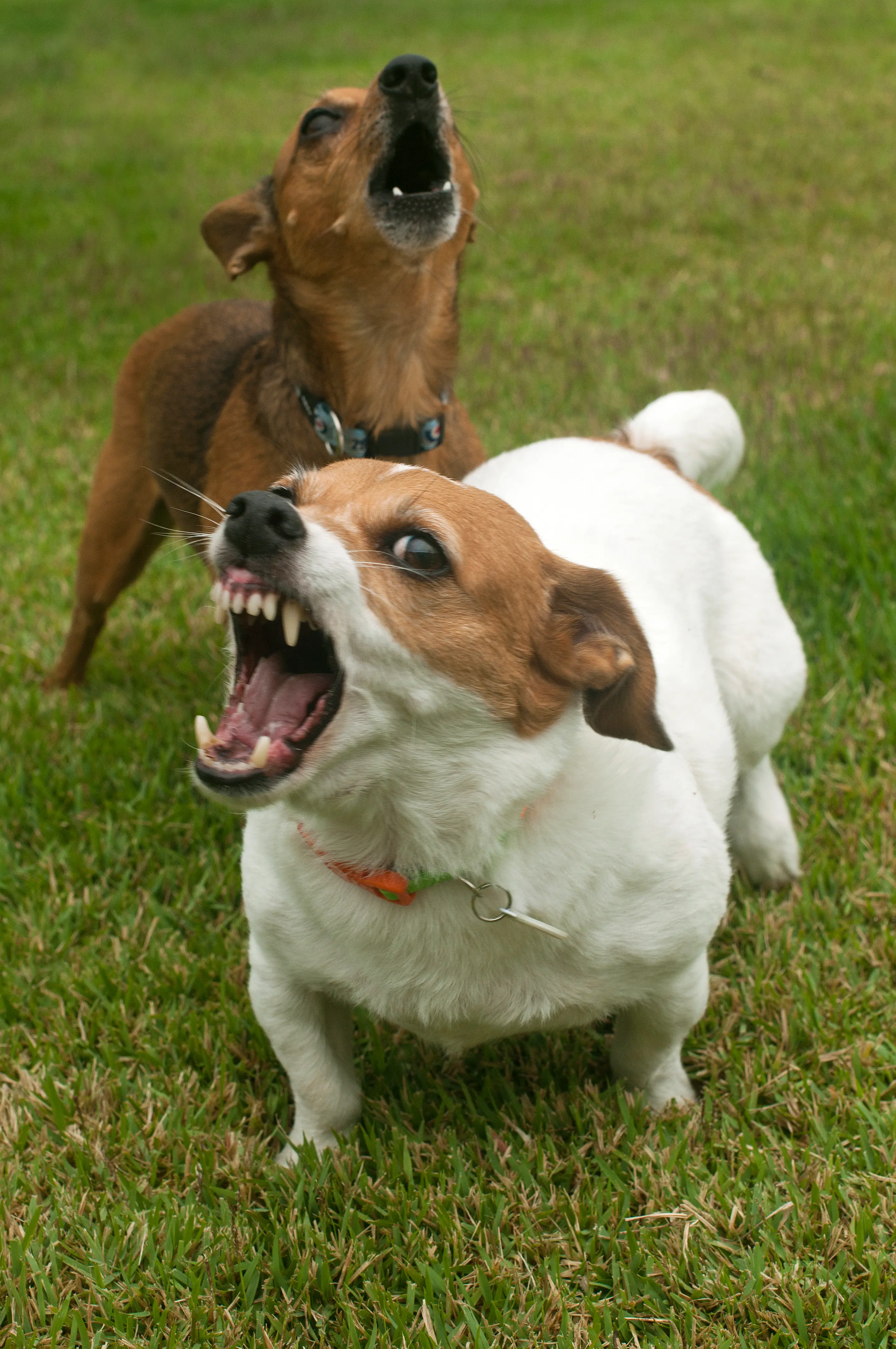 Experts have issued a warning regarding rabies (Getty Stock Photo)