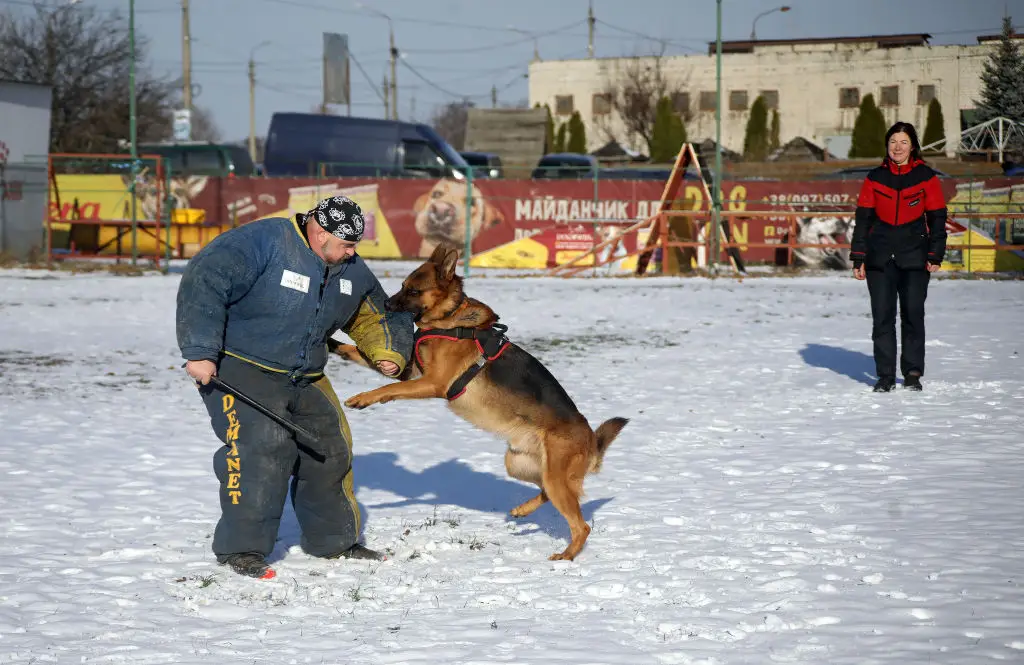 One Reddit user described a bride who requested a bizarre demonstration from the couple's dog trainer, staging a fake ex-boyfriend confrontation, mid-first dance, that ended with their Rottweiler wrestling the "intruder" to the ground. (Yuliia Ovsiannikova / Ukrinform/Future Publishing via Getty Images)