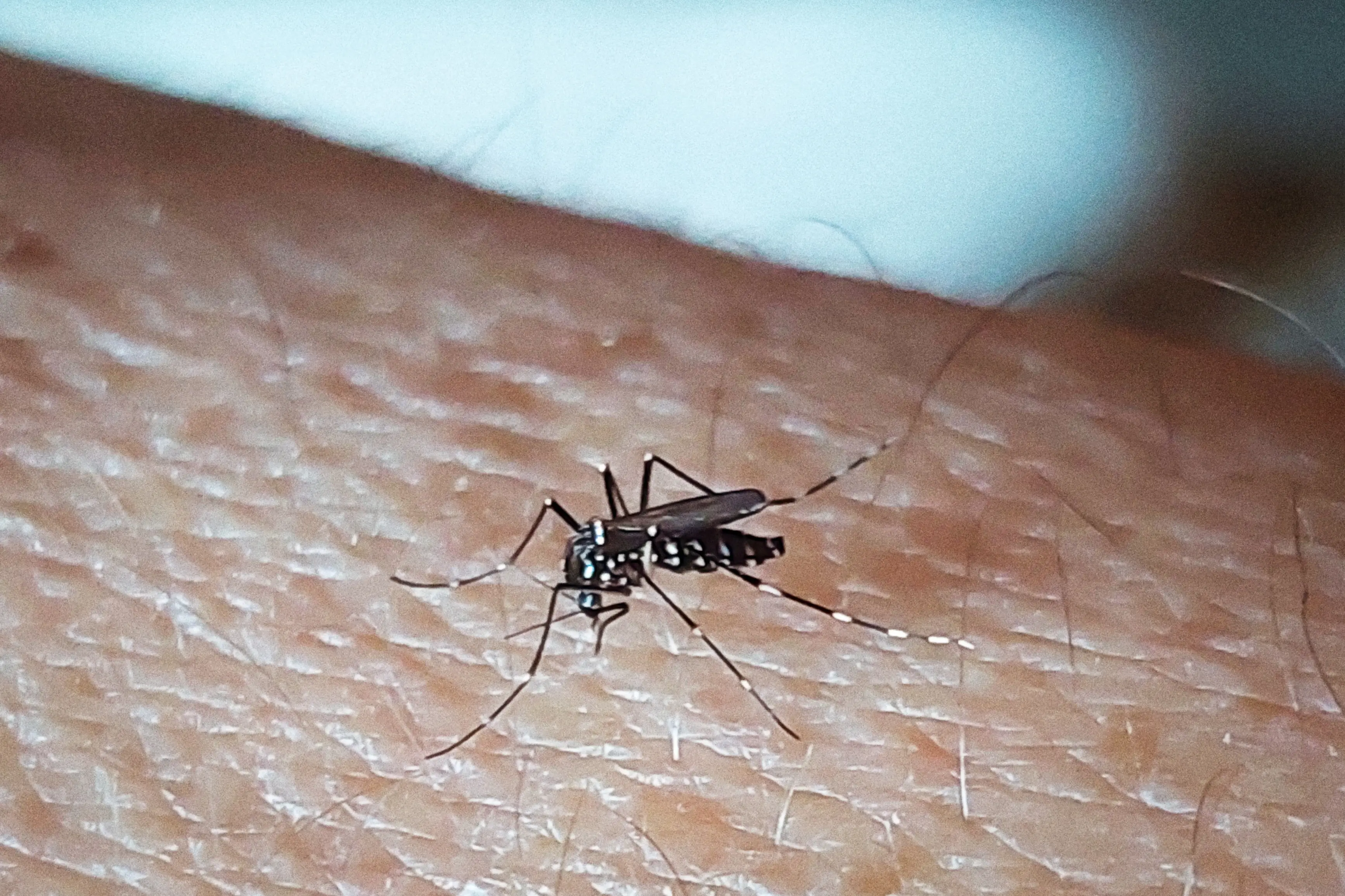 Only female mosquitos suck blood (Getty Stock)