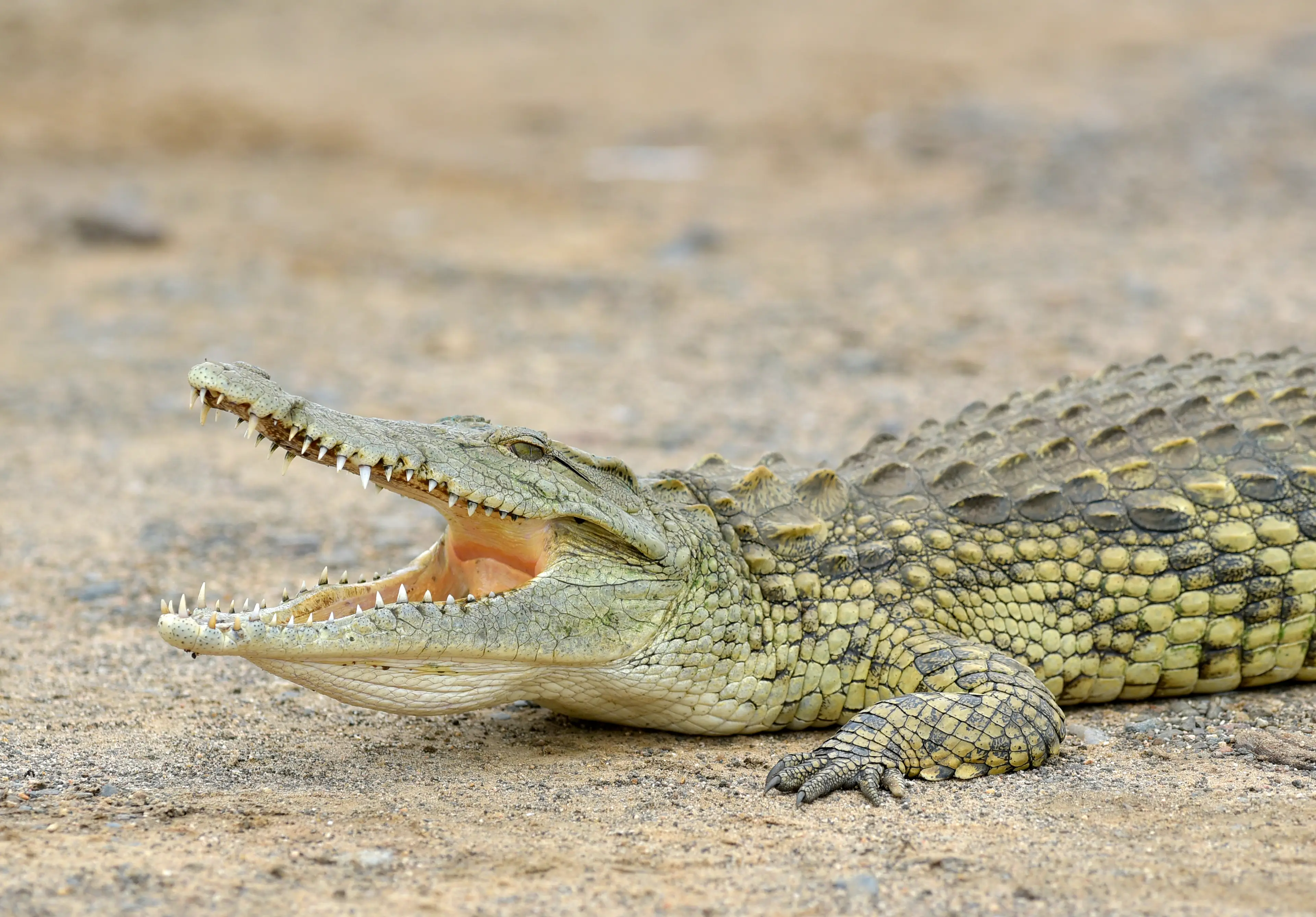 The deadliest animal isn't one you'd expect (Getty Stock Images)