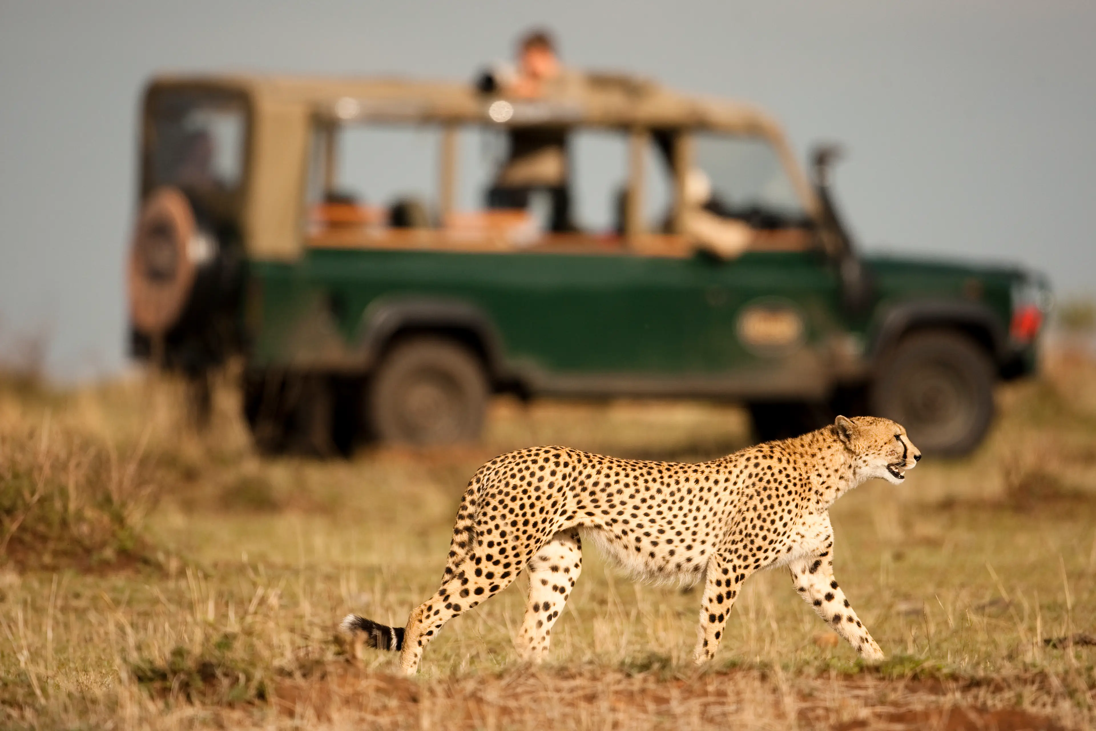 Kenya is a popular safari destination (Getty Stock Photo)