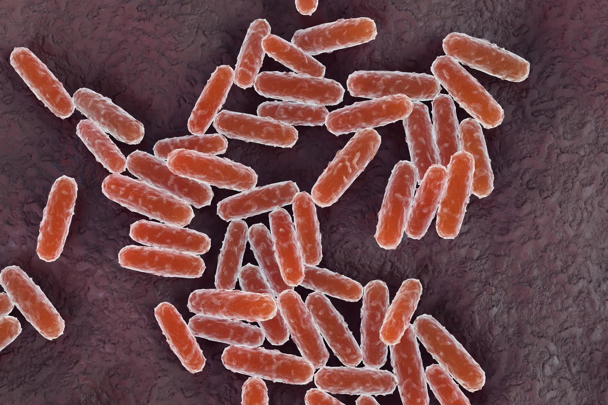 Pneumonic plague is a rare, exceptionally severe lung infection caused by the bacterium Yersinia pestis. It is widely considered the most dangerous and virulent form of the plague. (Getty Stock Image)