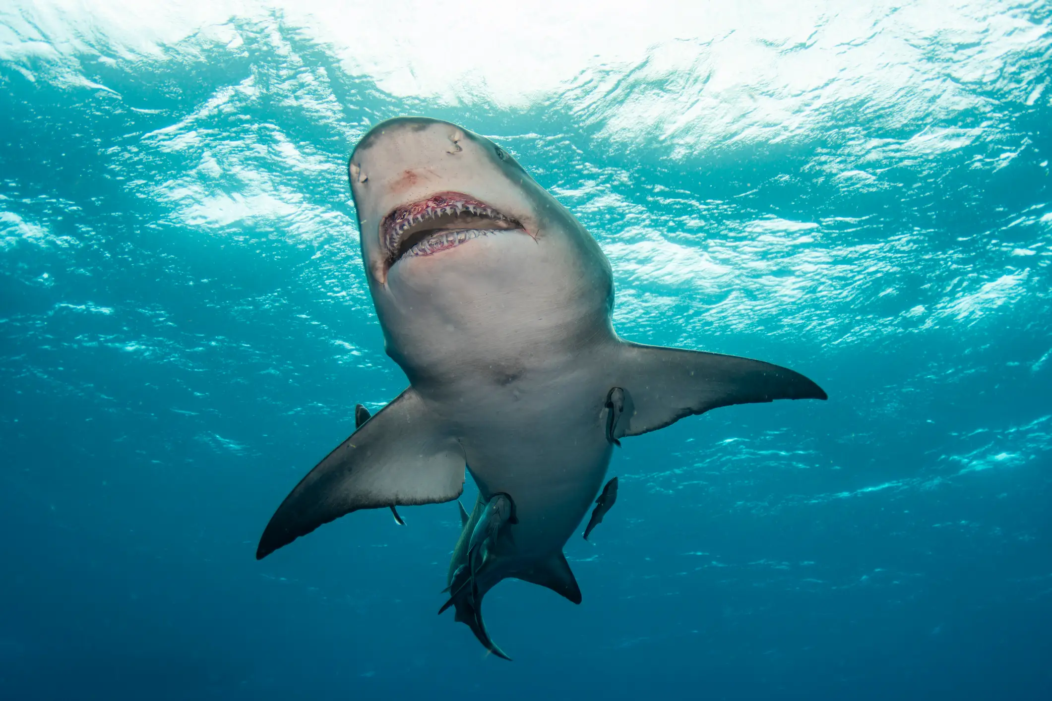 Sharks aren't traditionally known for being vocal (Getty Stock Image)
