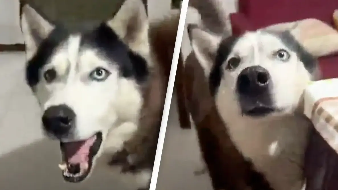 Dog with 'Italian accent' proves animals can sound like their owners