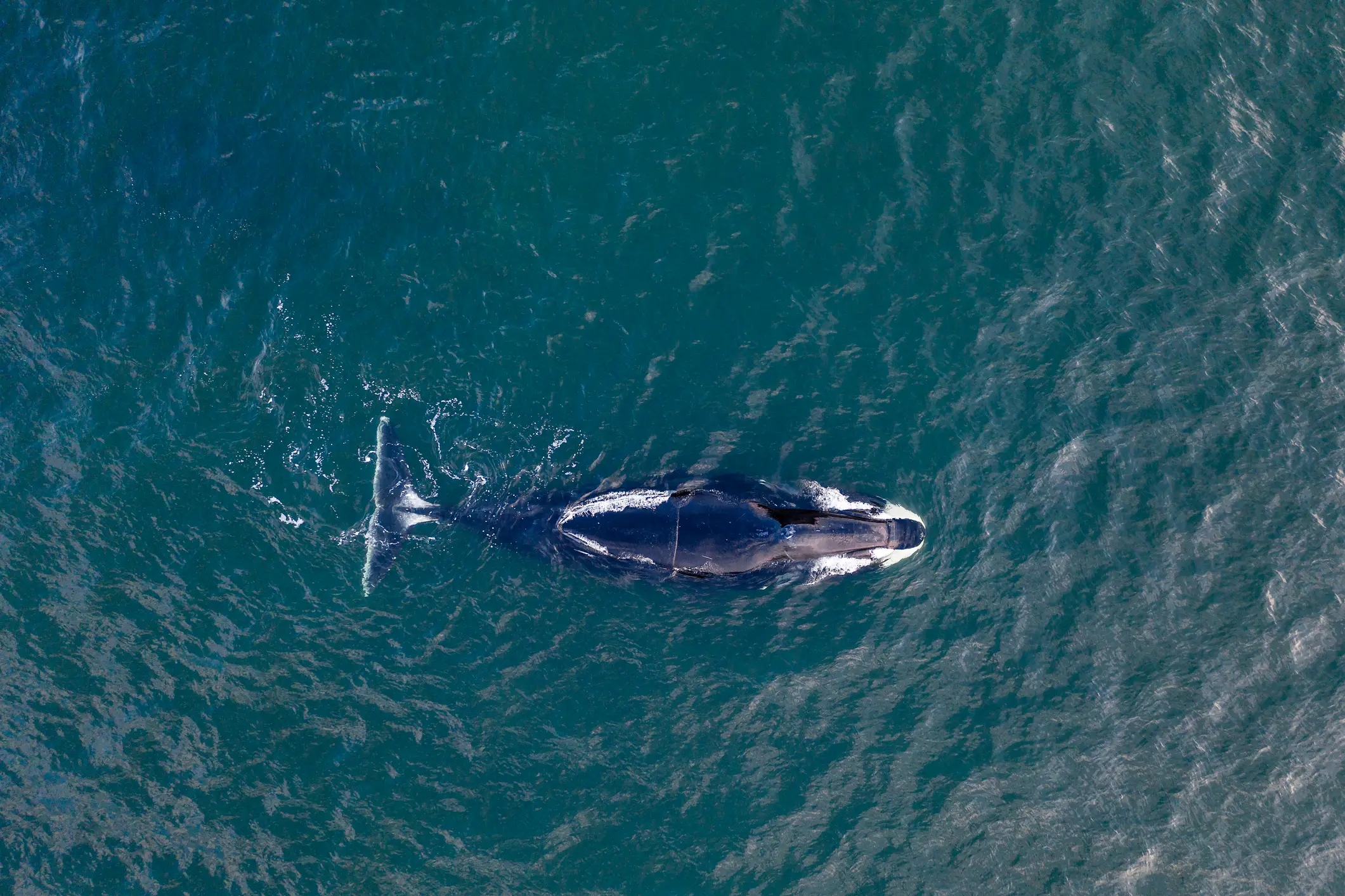 Bowhead whales have been found to have more of a special protein (Getty Stock Images)