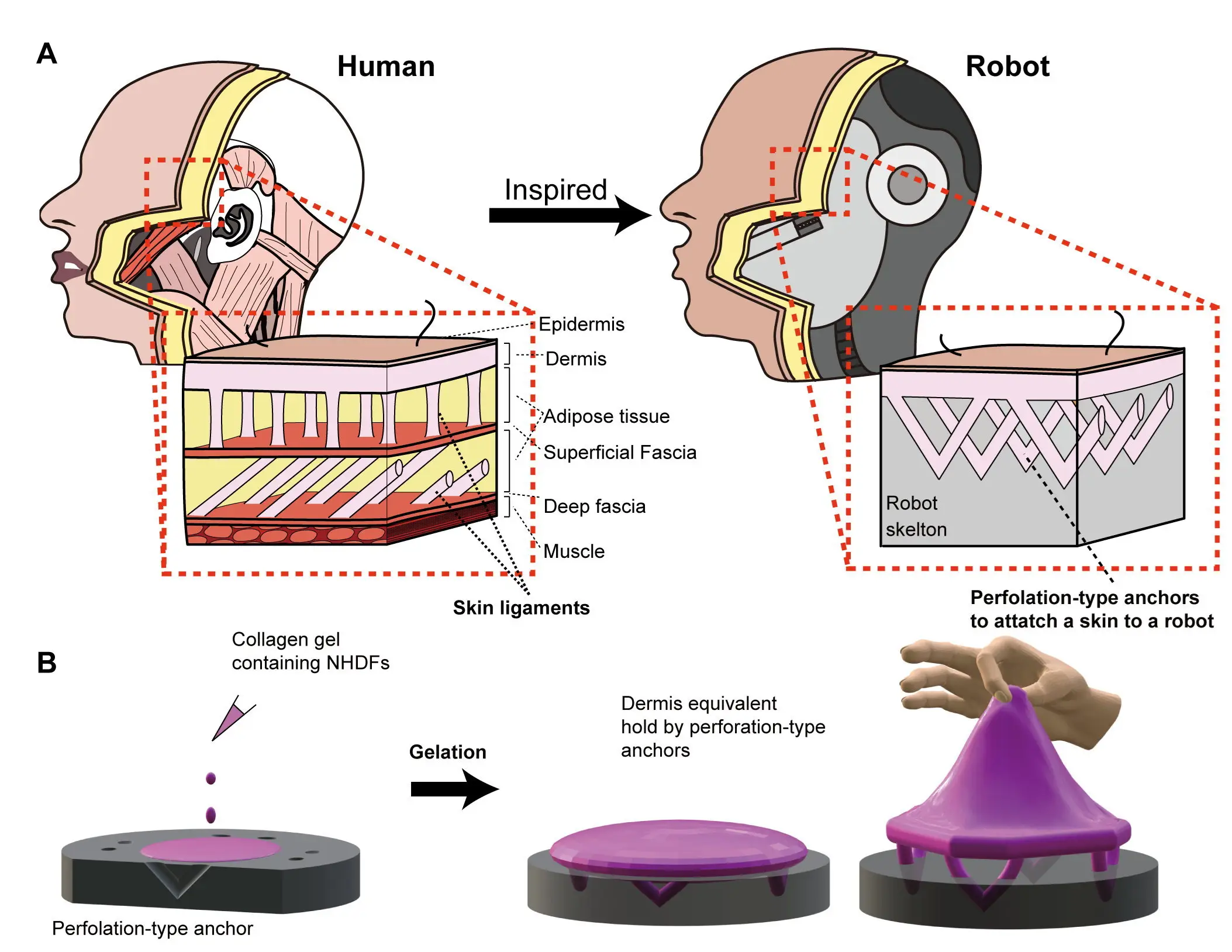 Takeuchi believes that even more realistic skin can be created with the addition of glands, pores, blood vessels and fat. (Takeuchi et al 2024/SWNS)