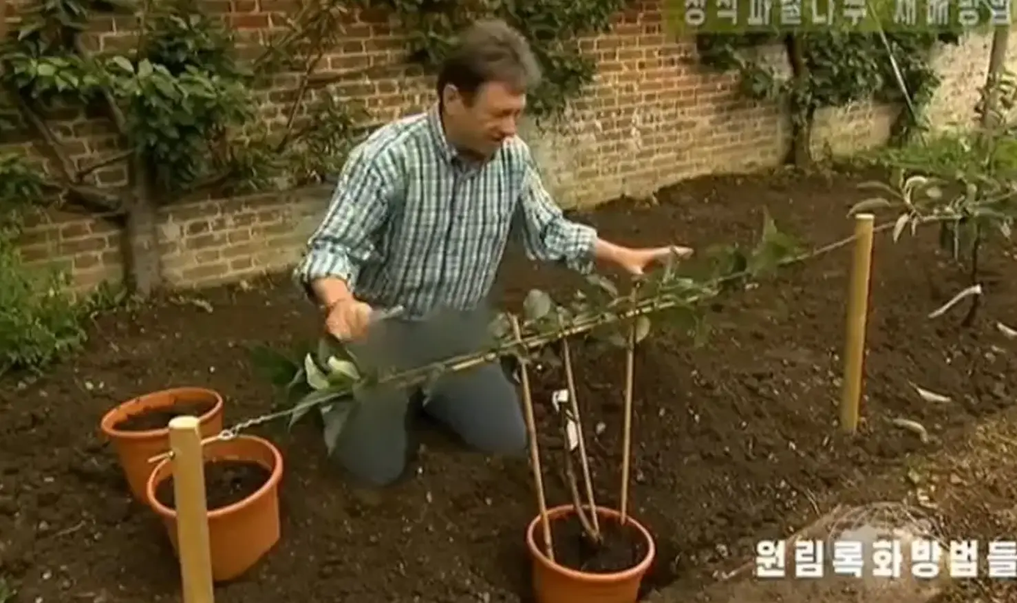 The gardener's jeans were censored in the North Korean broadcast (KCTV)