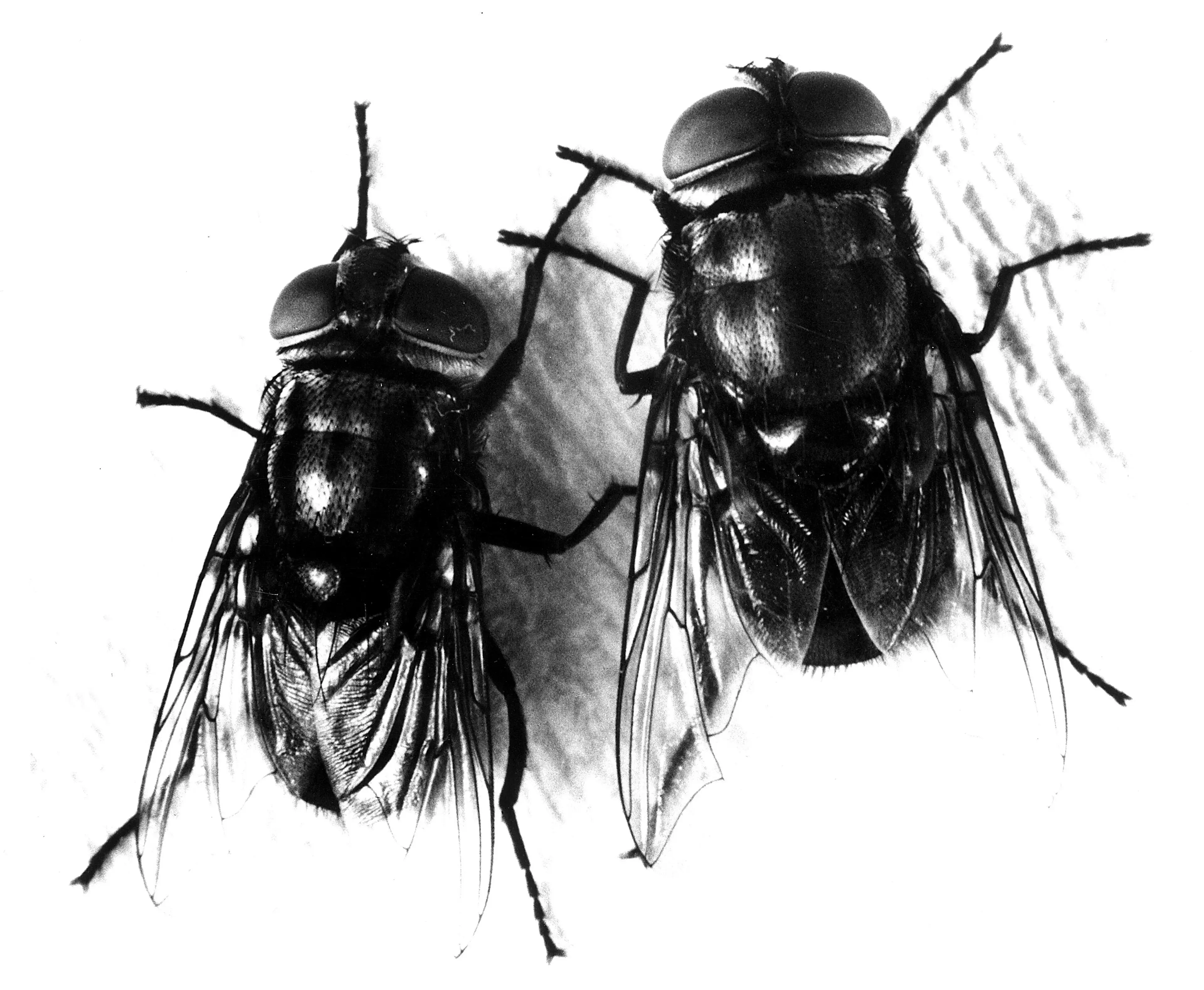 The maggots are the larvae of the Screwworm Fly (Smith Collection/Gado/Getty Images).