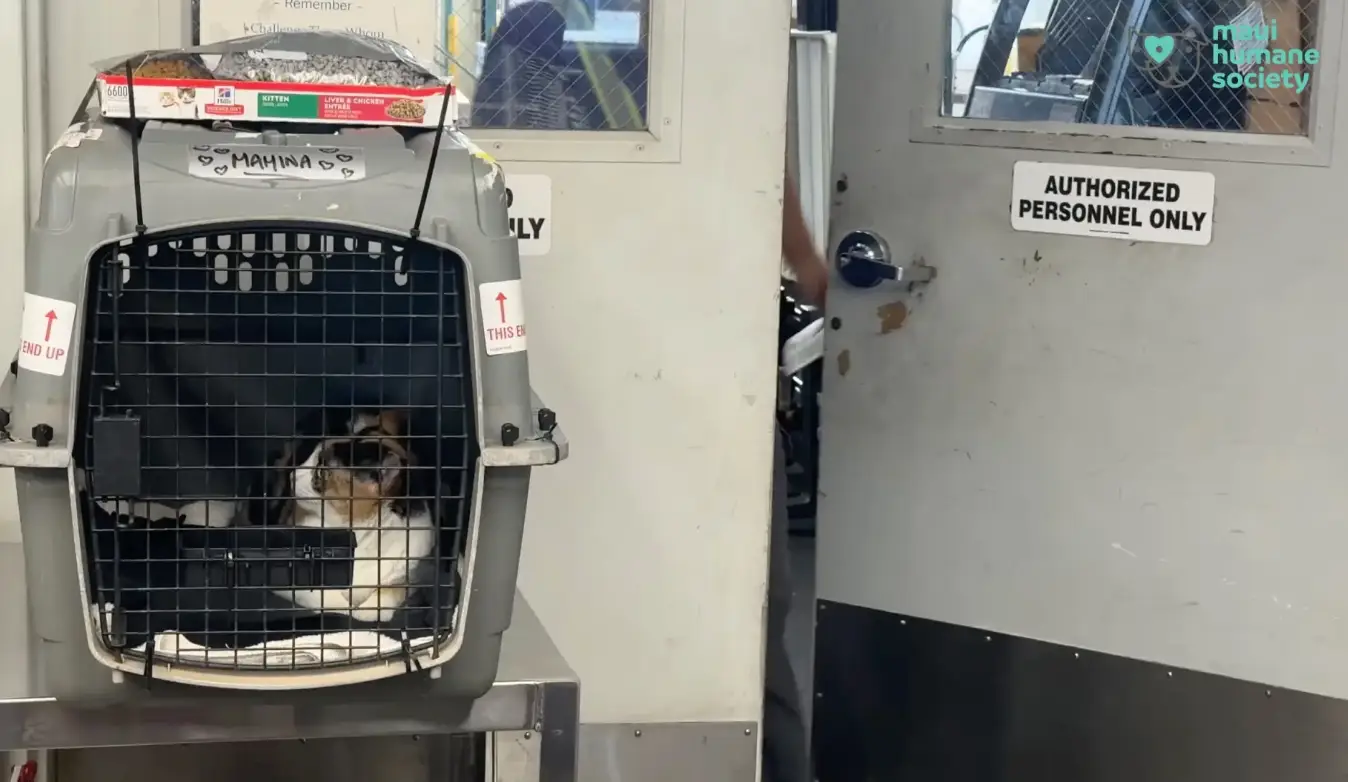 Mahina survived in the burn zone for 100 days.