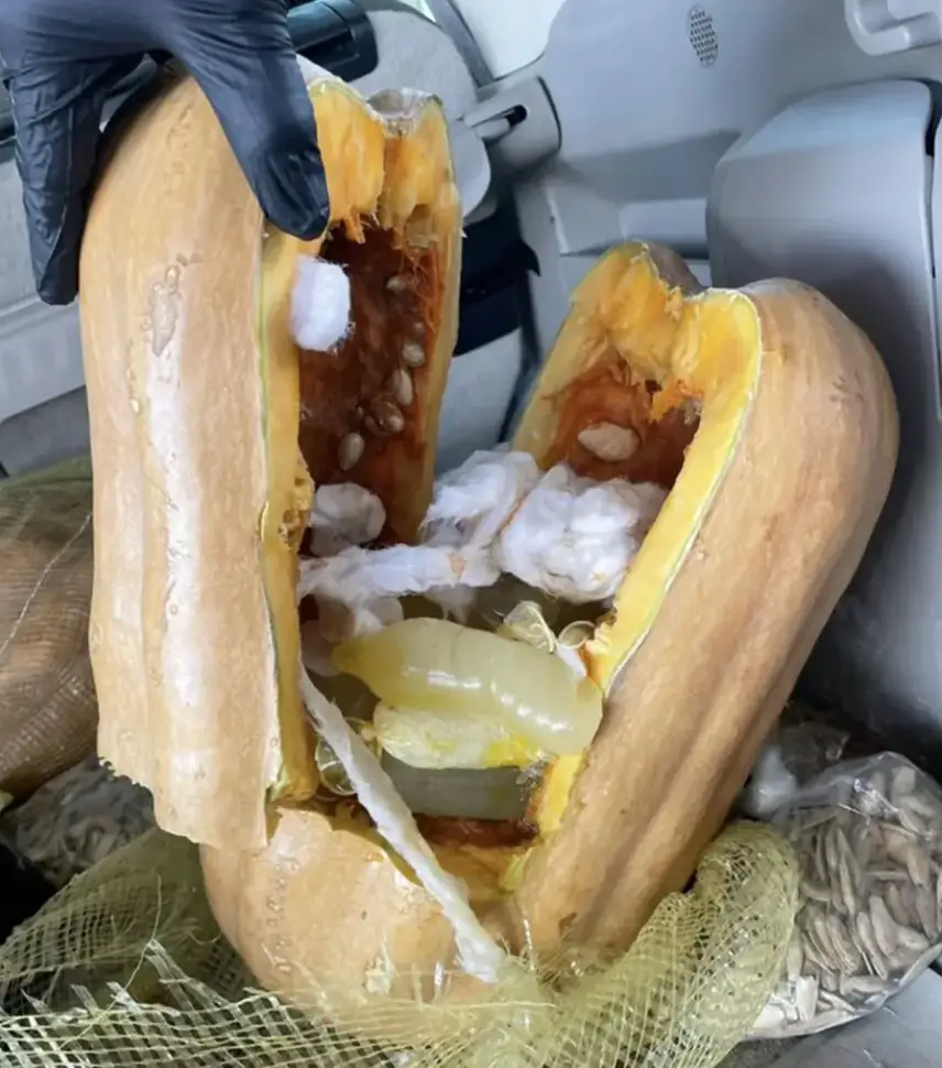 Methamphetamine worth more than $402,000 was found stashed in four pumpkins.