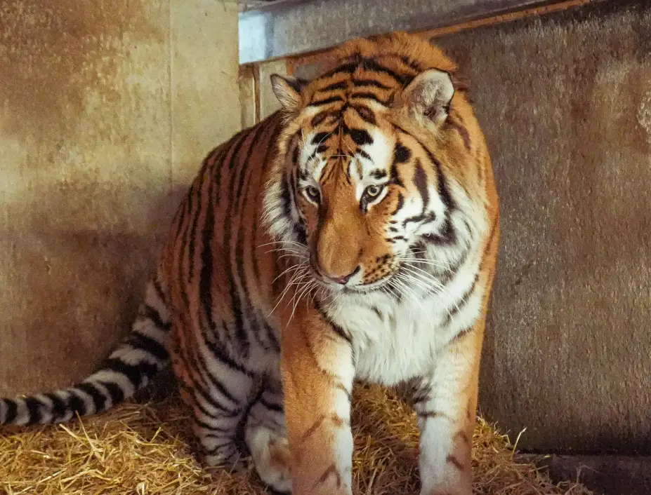 Altai, the tiger responsible for the fatal injuries will not be euthanised as a result of the tragedy (Yorkshire Wildlife Park)