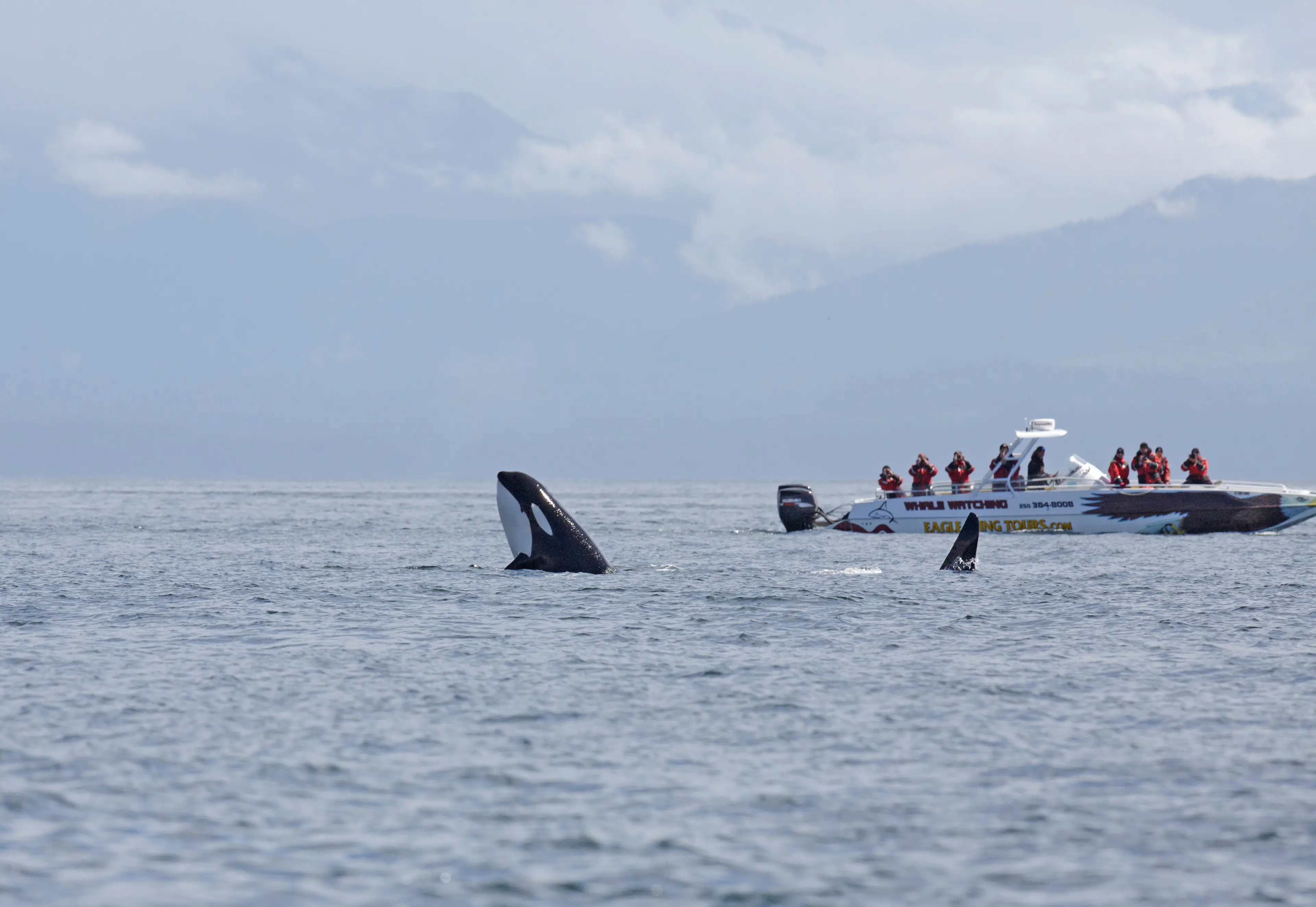 Orcas tend not to attack humans.