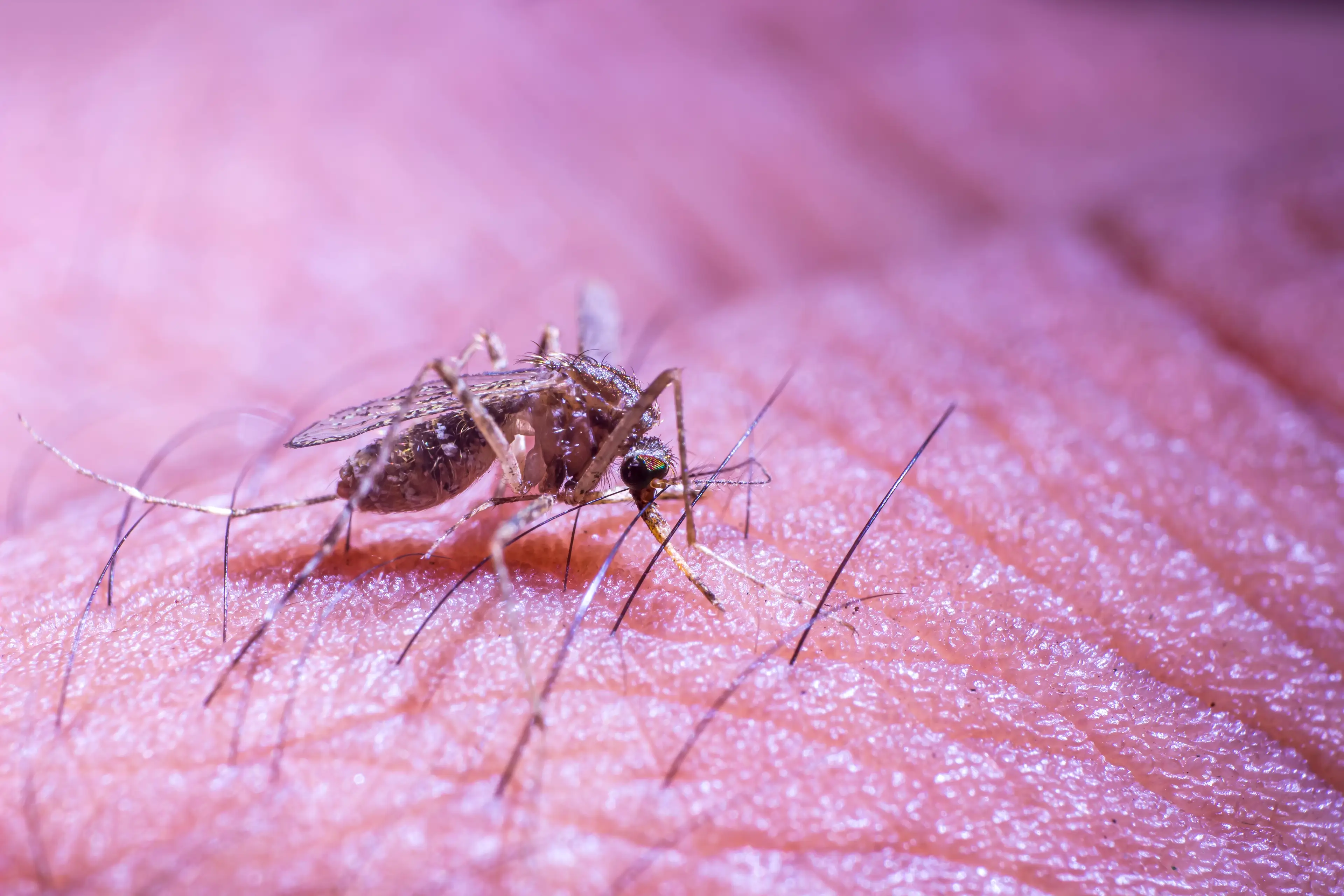 The projects aims to reduce mosquito numbers (Photos for You/Getty)