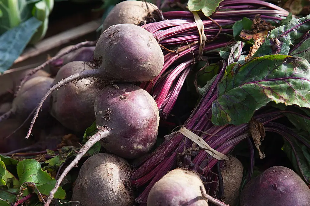 Beetroot contains high concentrations of dietary nitrate (Getty Stock Image)