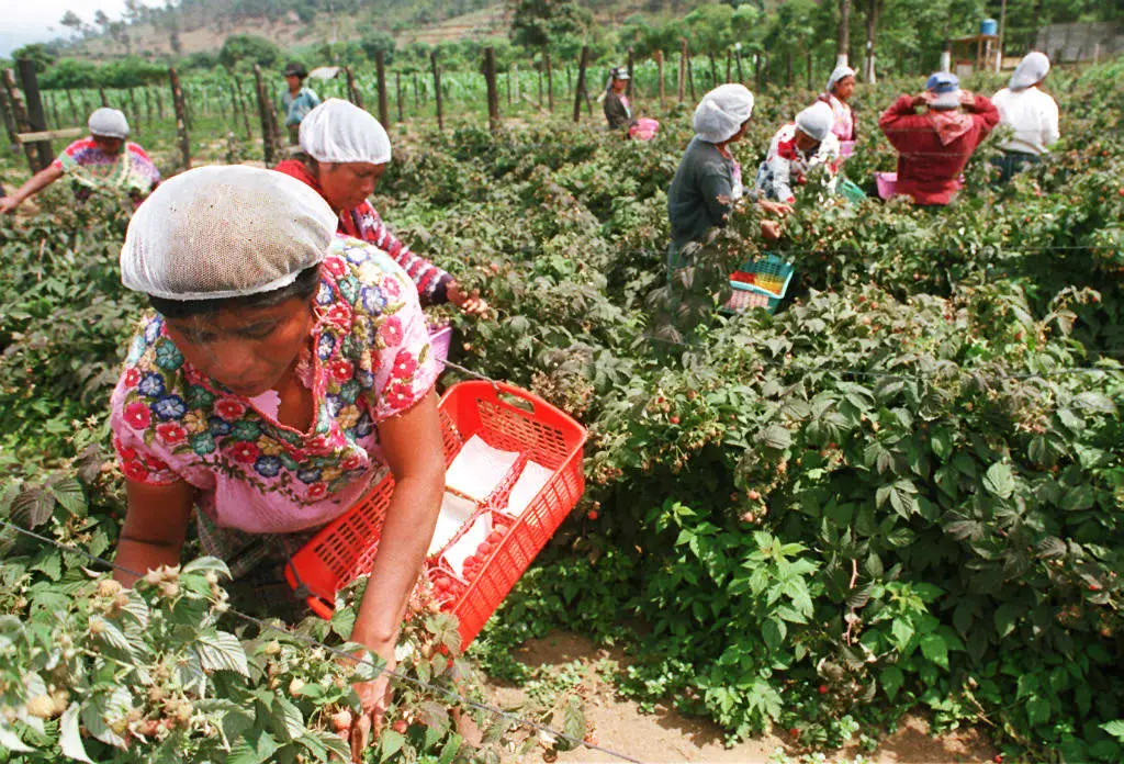 Some imports of raspberries have been linked to the outbreak (JORGE UZON / AFP via Getty Images)