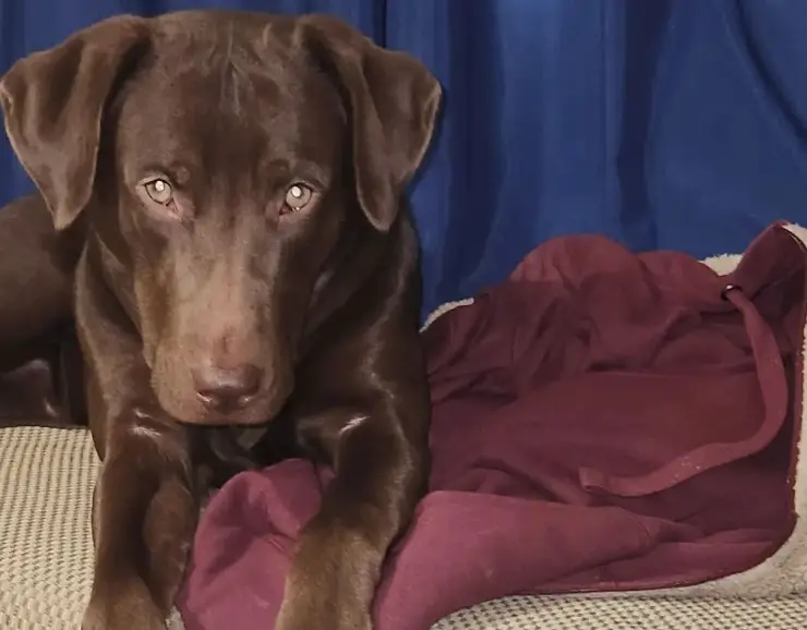 Schock went missing with his dog Freddie (Instagram/ @robert.schock318) 