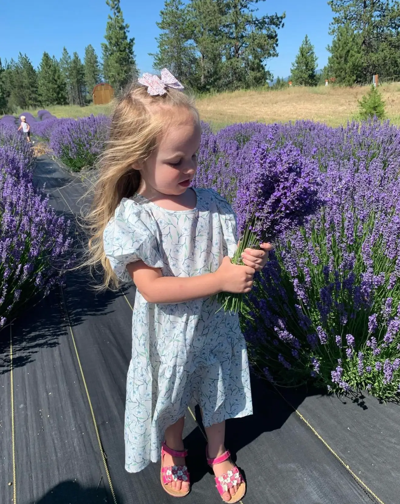 Scarlett was tragically killed in a hit and run in North Idaho back in 2022 (Instagram/samjensen44)