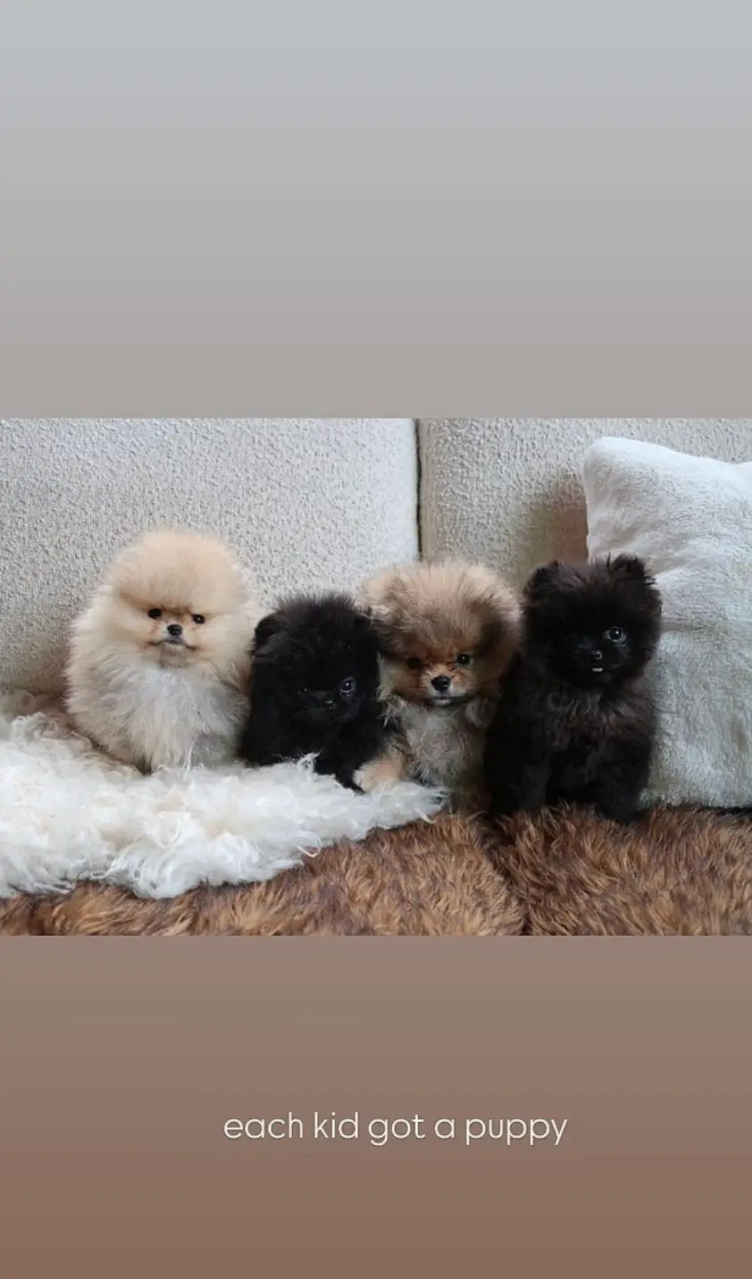 The dogs Kim's children got for Christmas (Instagram/@kimkardashian) 
