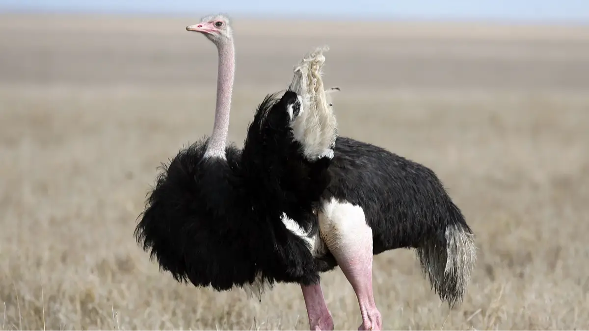 Getty Images/Dan Kitwood