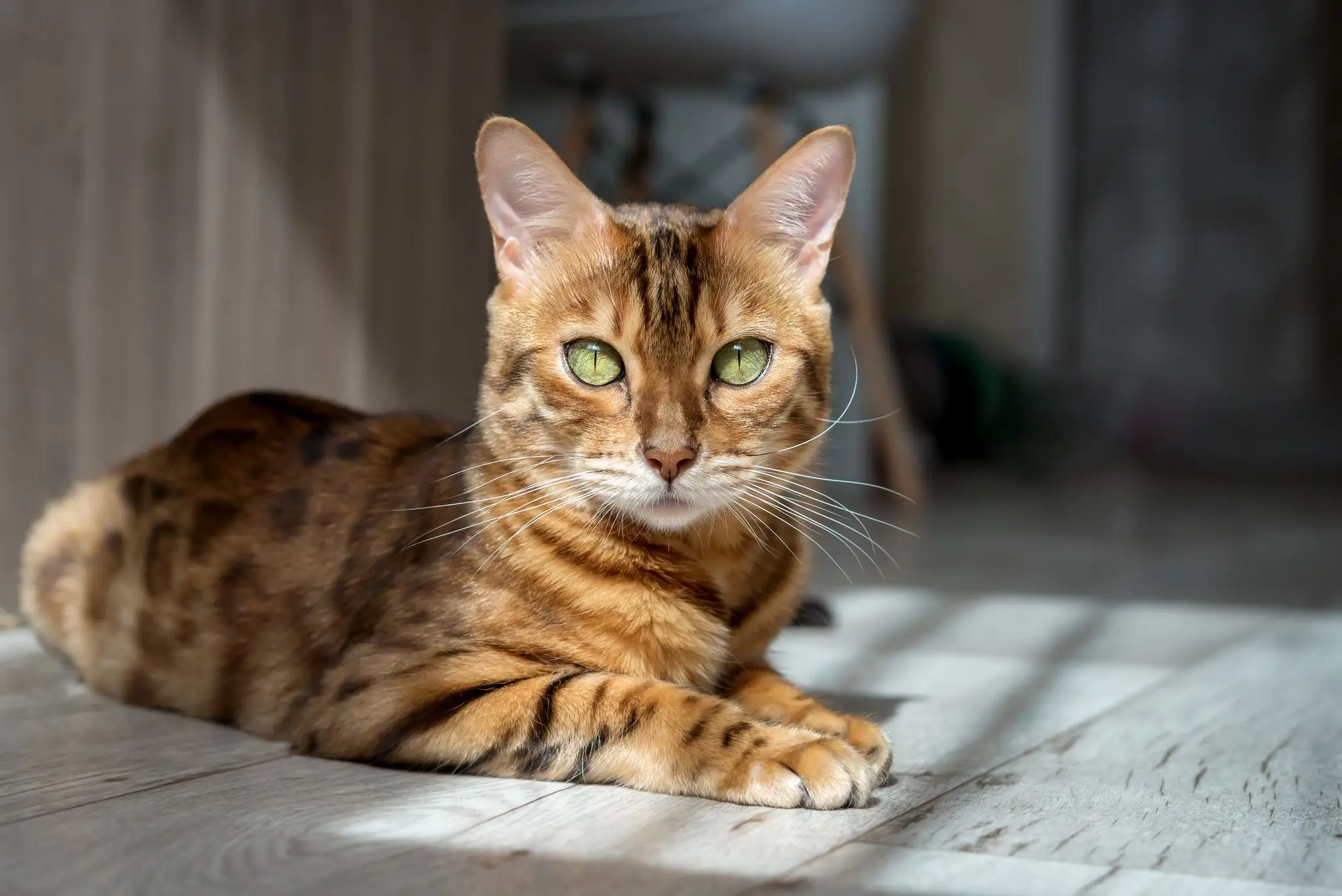 Don't search 'Are Bengal Cats Legal in Australia' anytime soon (Getty Stock Image)