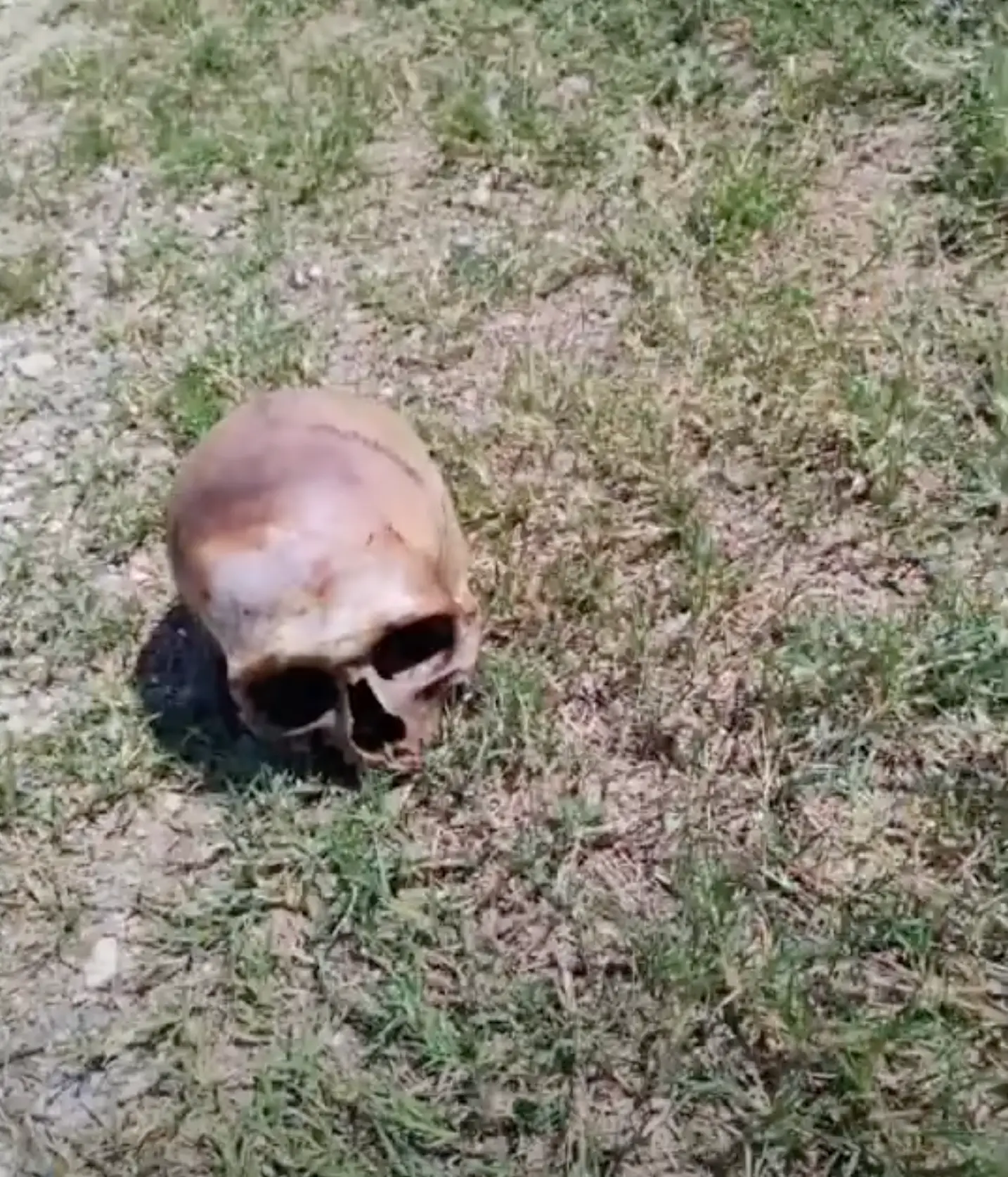 Walter Stephens stumbled upon the skull while cutting the grass outside of his work (YouTube/LIVE News 4 (WOAI) San Antonio)
