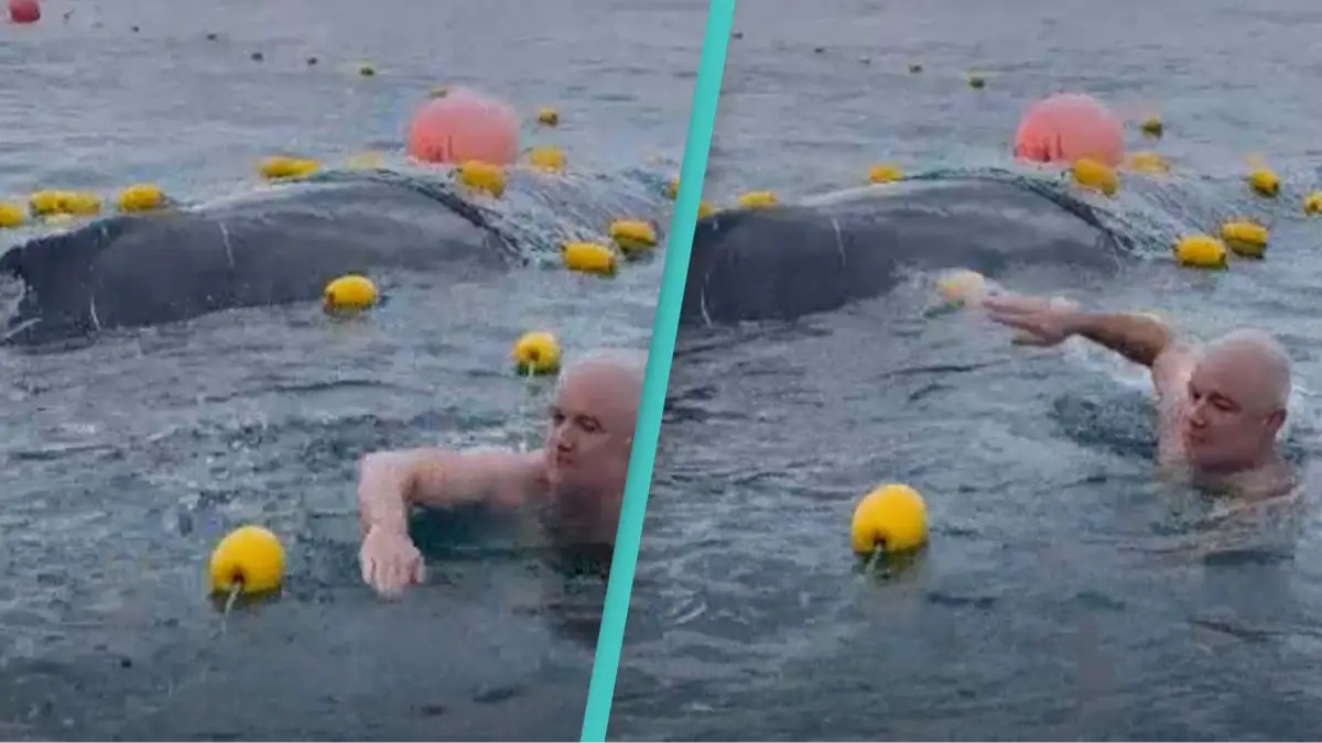 Paddle boarders risk $30,000 fine to free humpback whale caught in net