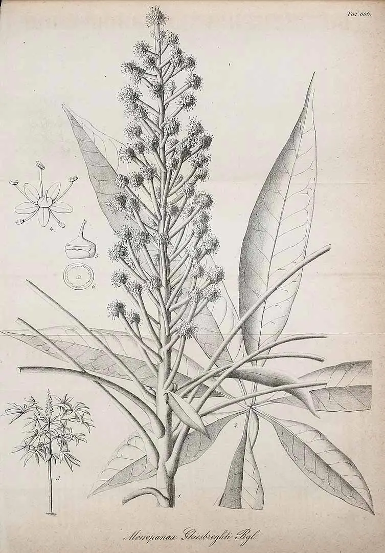 The plant family researchers believed the 1969 fossil belonged to based on the informaiton they had at the time (Illustration from Gartenflora, volume 18 (1869))