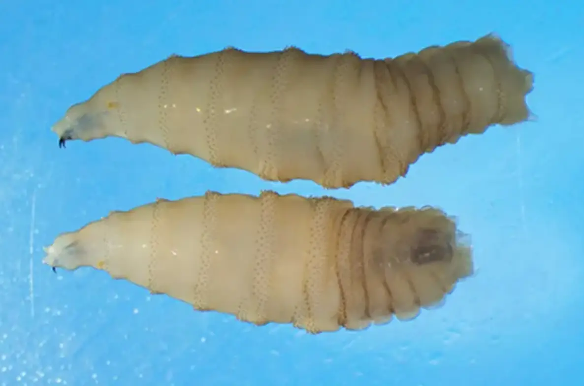 How NWS maggots look once hatched (CDC)