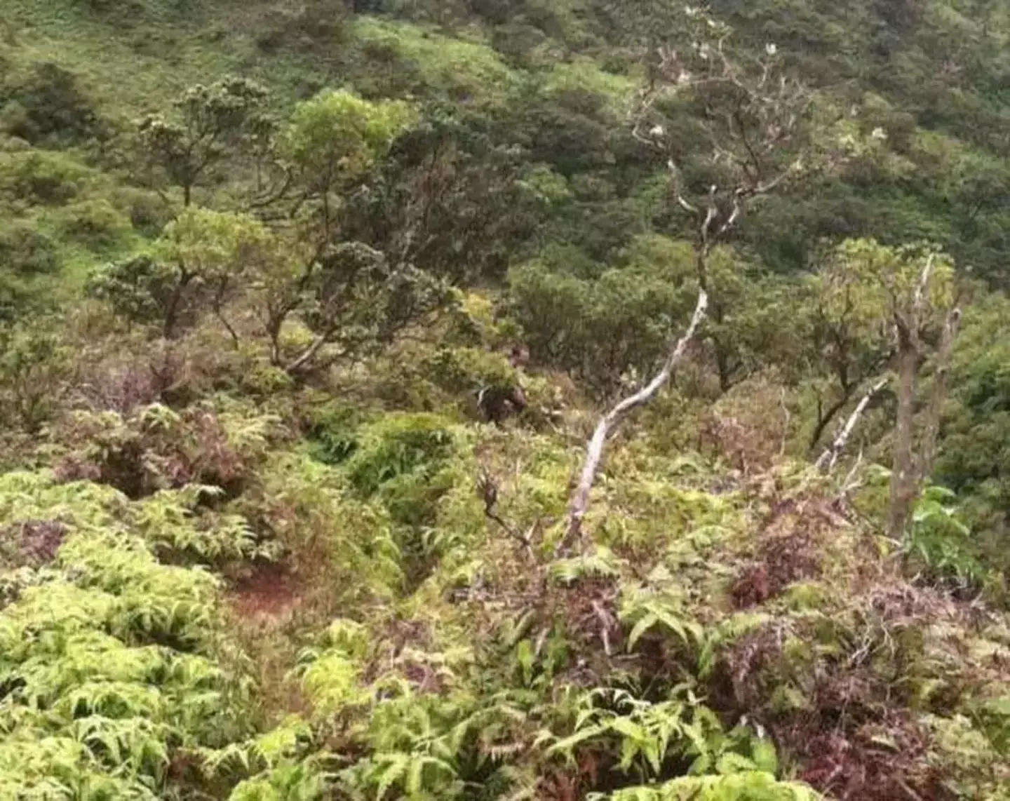 A mysterious figure features in one of the last photos Daylenn sent to his grandma (Daylenn Pua)