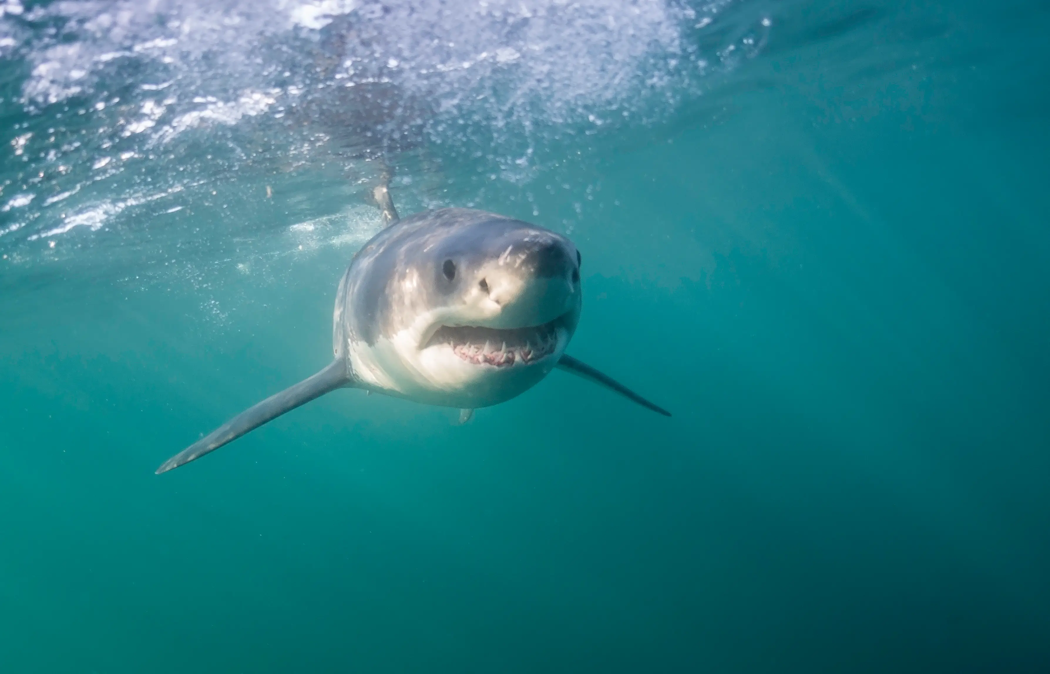 The scientists tested how the animals would react with fake bales.