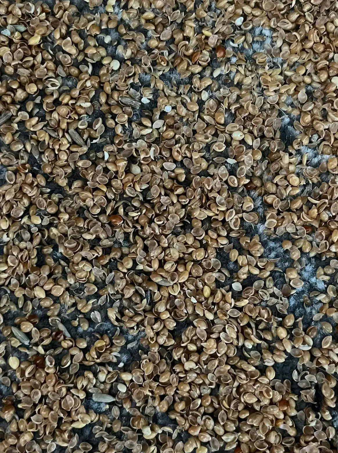 Users began suggesting the most horrifying possibilities. (Facebook/Family Lowdown Tips & Ideas) 