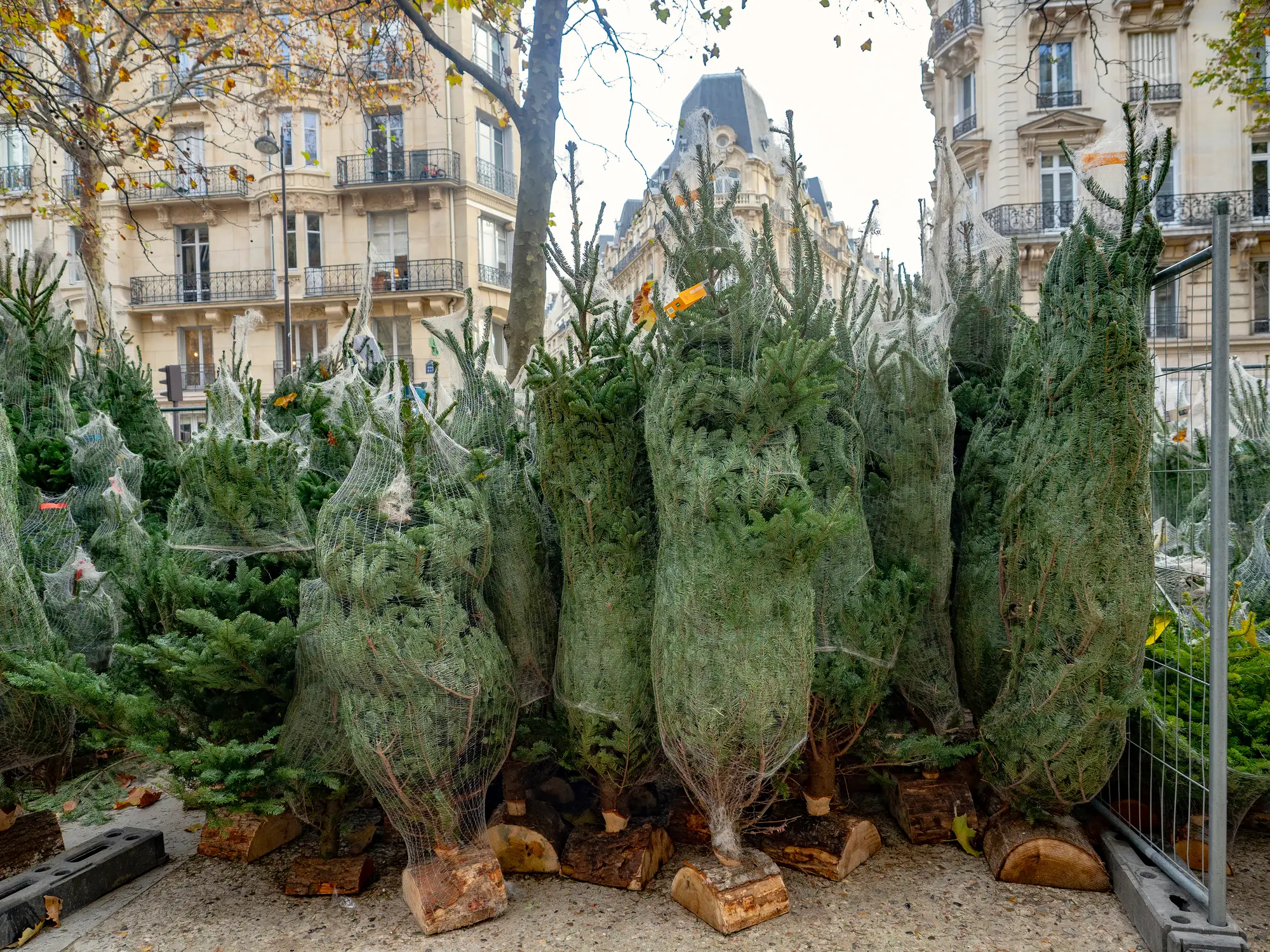 Having a Christmas tree has become a big part of the holiday.