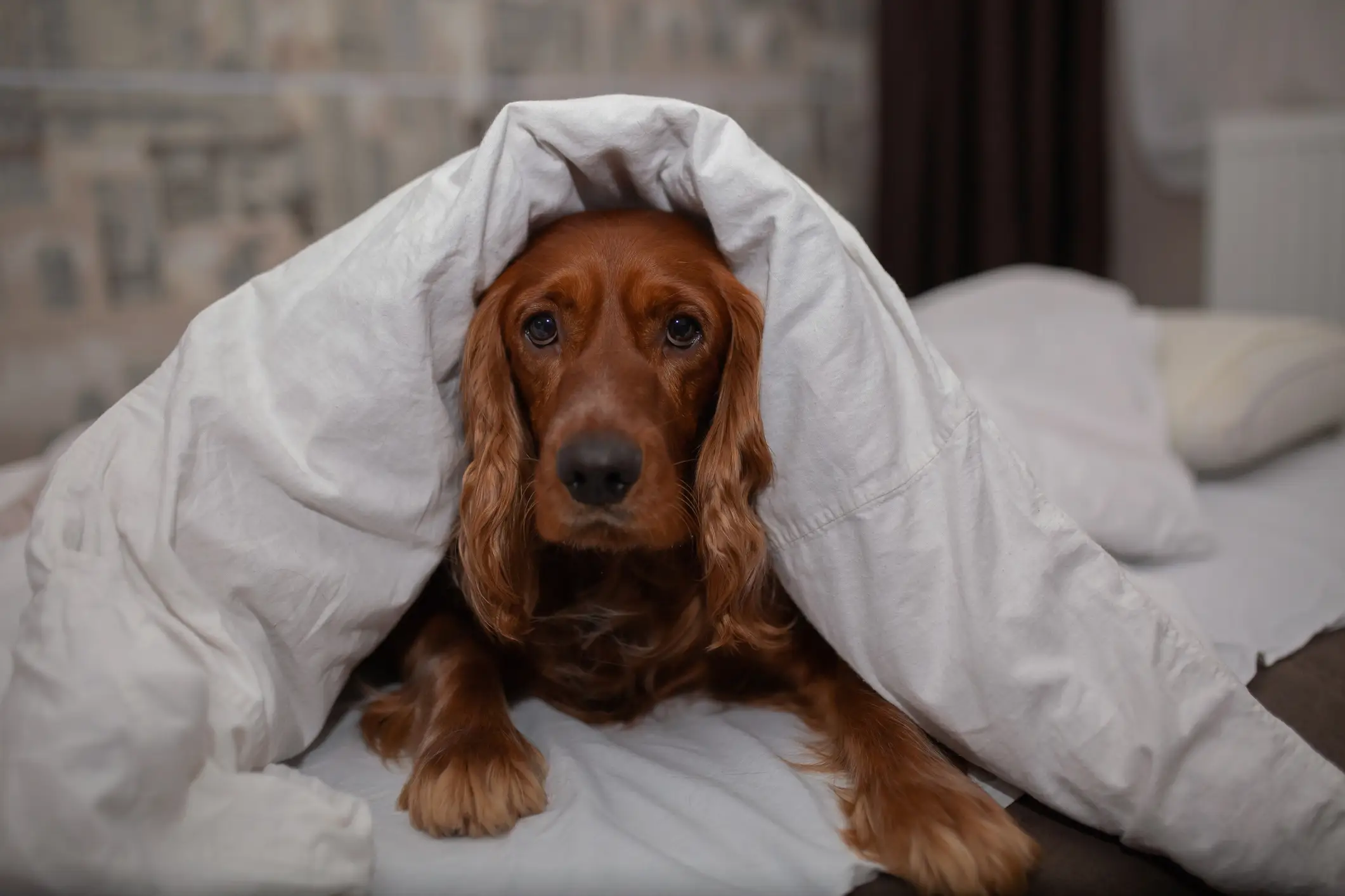 Even dogs this cute can have accidents in the house (Getty Stock Photo)