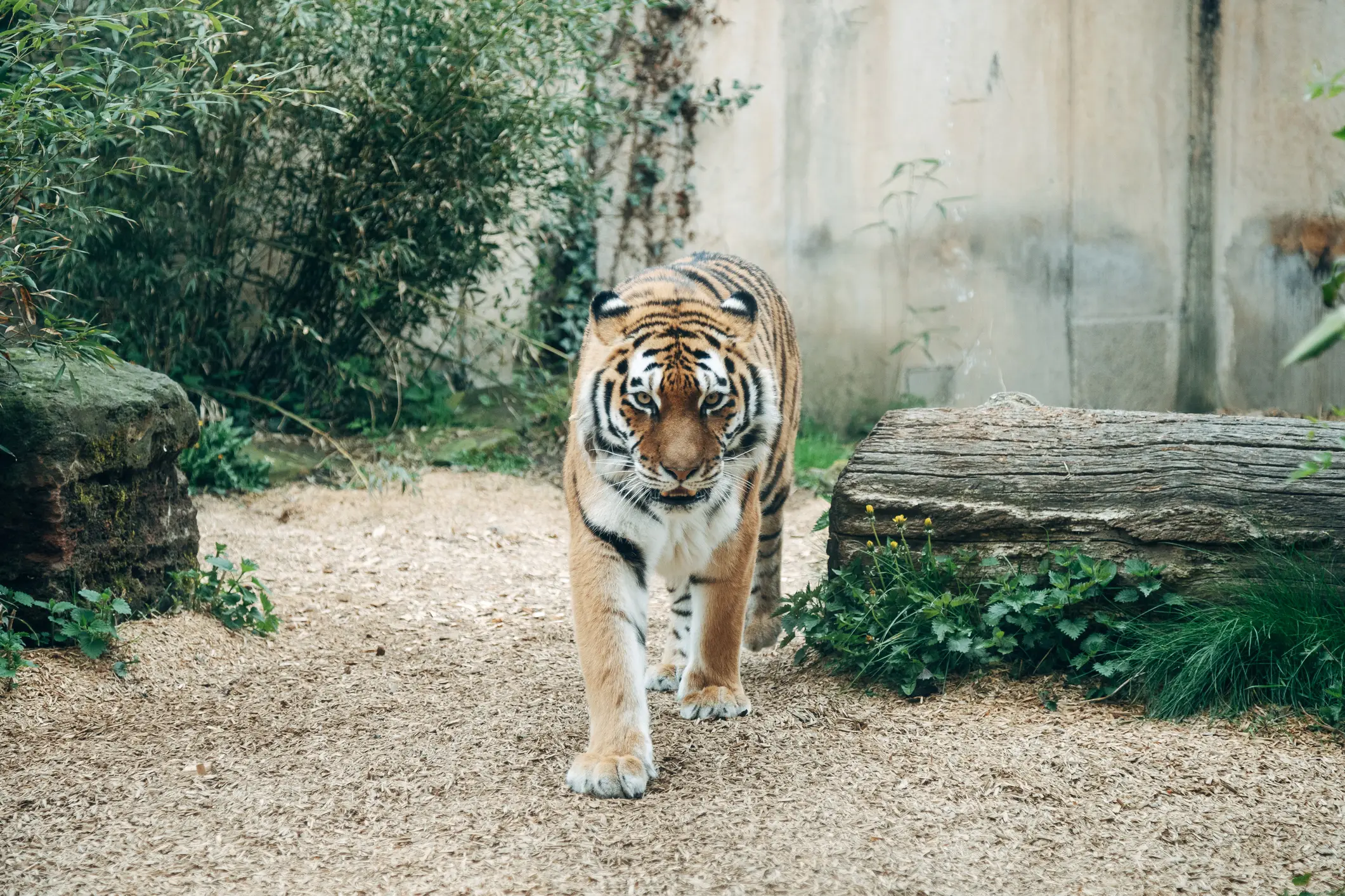 South Yorkshire Police said a tiger attacked a man who entered its enclosure at Yorkshire Wildlife Park, resulting in serious injury. (Getty Stock Image)
