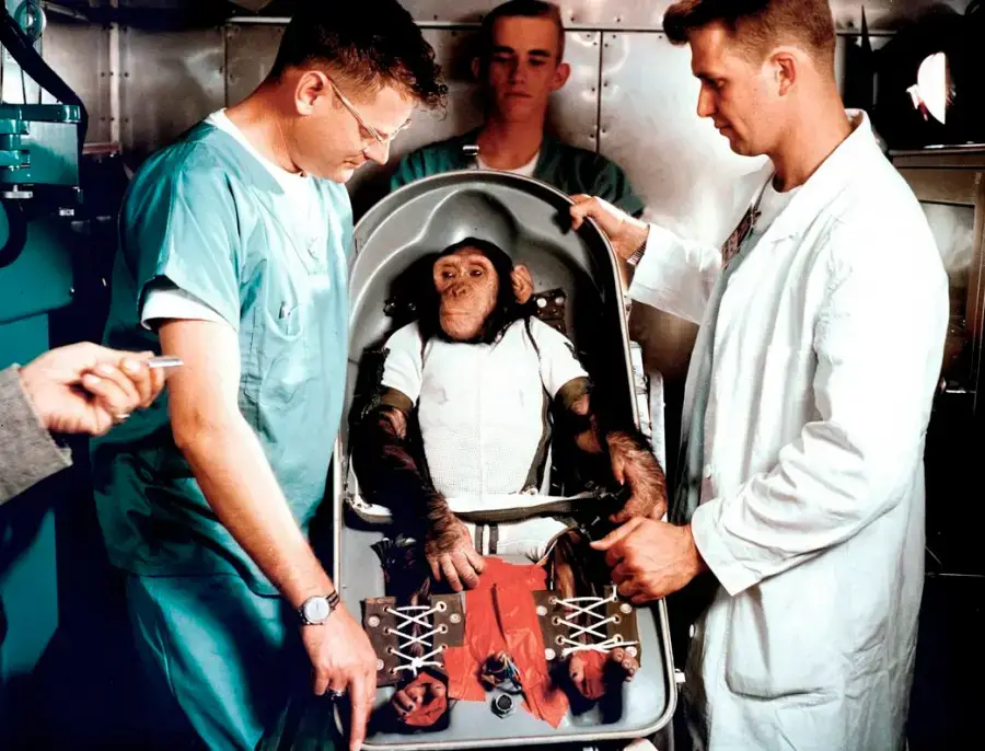 Ham strapped into the biopack couch for the test flight in 1961 (NASA)