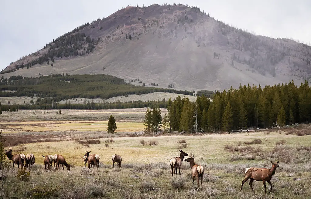 Scientists say a Yellowstone super-eruption last occurred around 631,000 years ago, before humans are believed to have reached the continent. (Photo by Mario Tama/Getty Images)