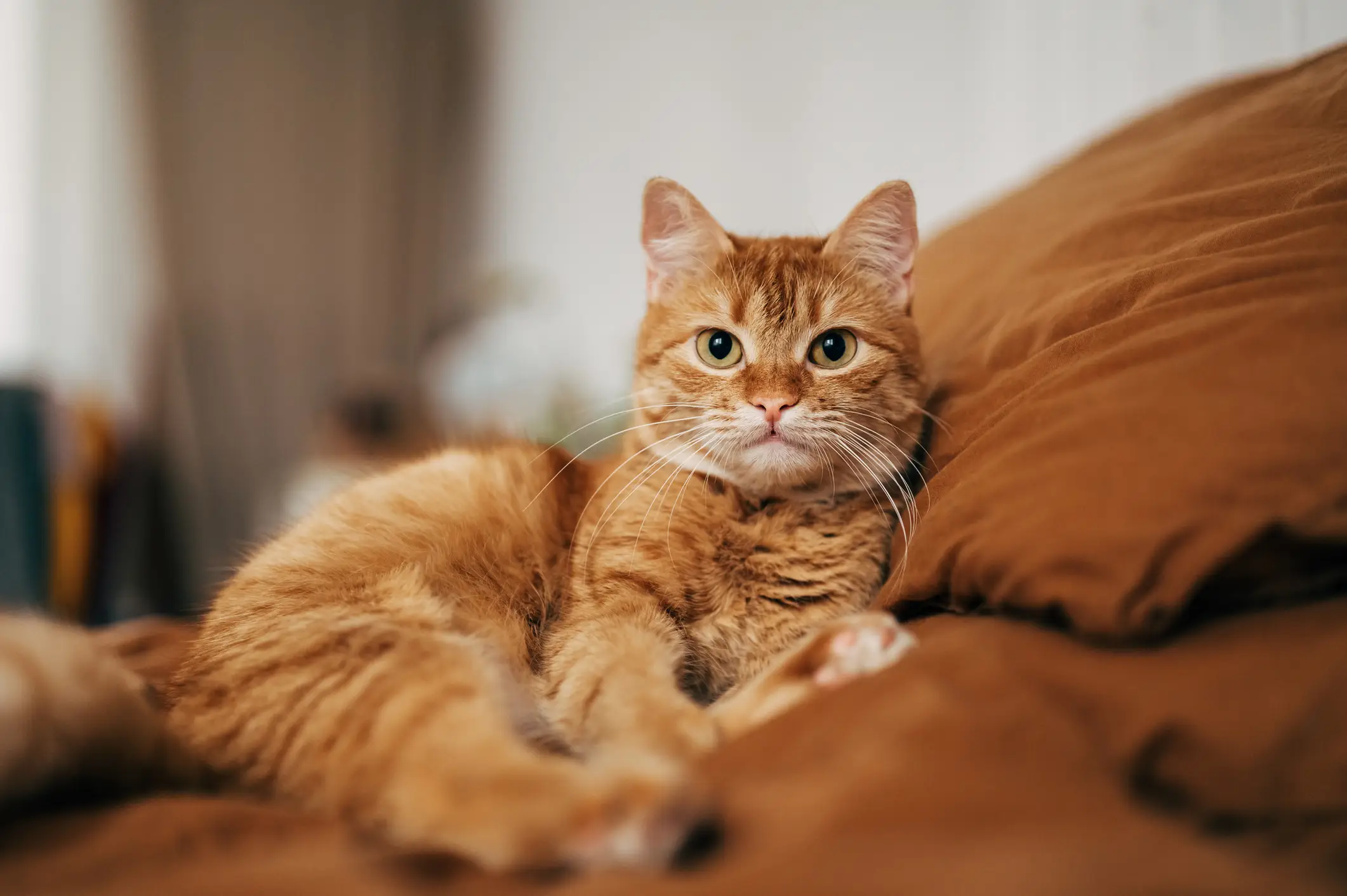 The way cats see the world has fascinated people. (Getty Stock Image)