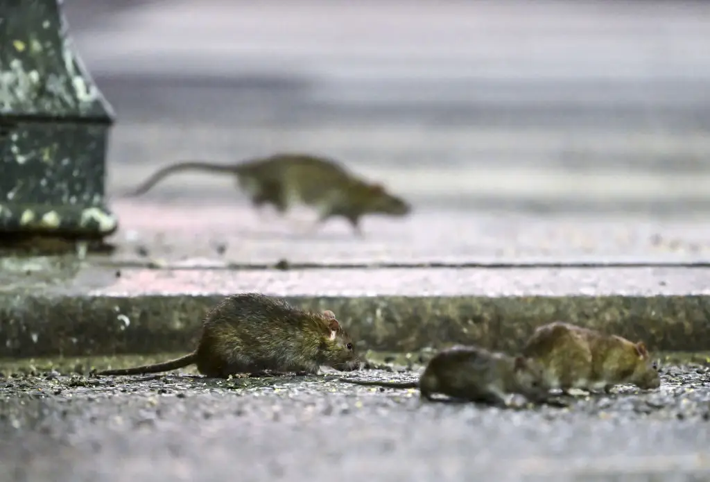 Rats are extremely tenacious (Fatih Aktas/Anadolu Agency via Getty Images)