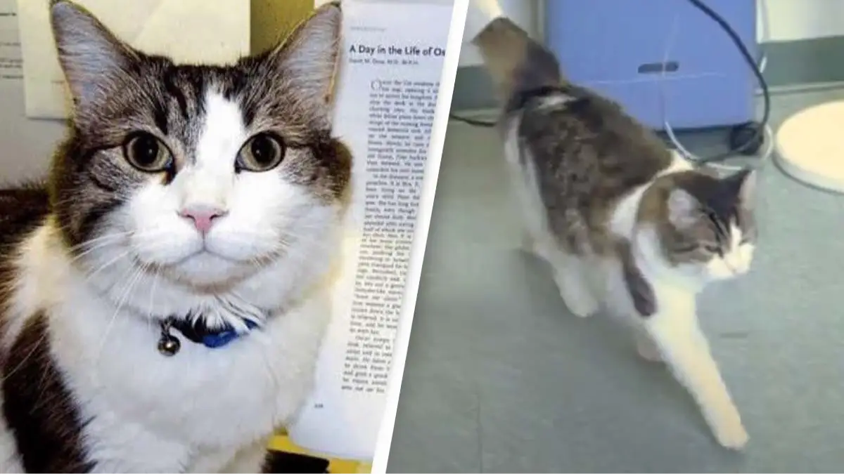 True story of cat adopted by nursing home that actually 'predicted more than 100 deaths'