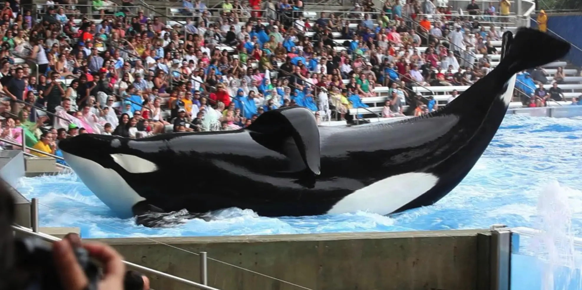 Blackfish is described as the 'best documentary ever' (Magnolia Pictures)