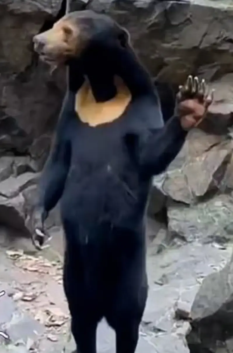 Angela the Sun Bear has become an internet sensation.