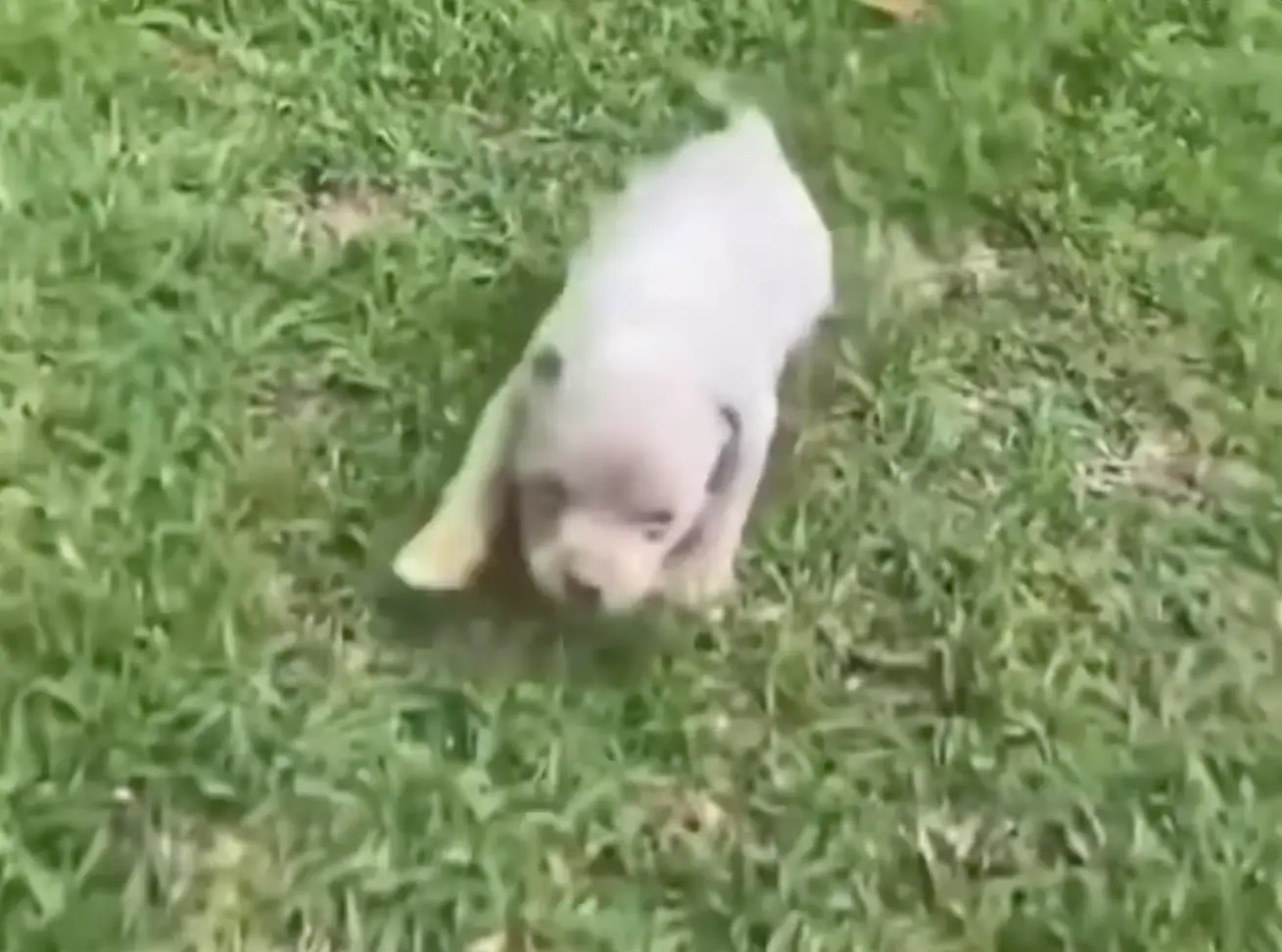 The puppy managed to make a full recovery.