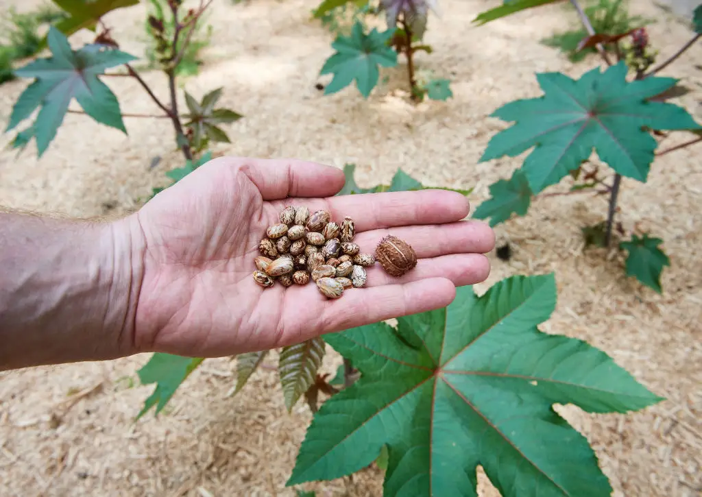 Poisonous ricin comes from castor beans (BERND THISSEN/DPA/AFP via Getty Images)