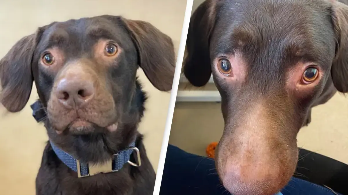 Woodside Animal Welfare Trust UK