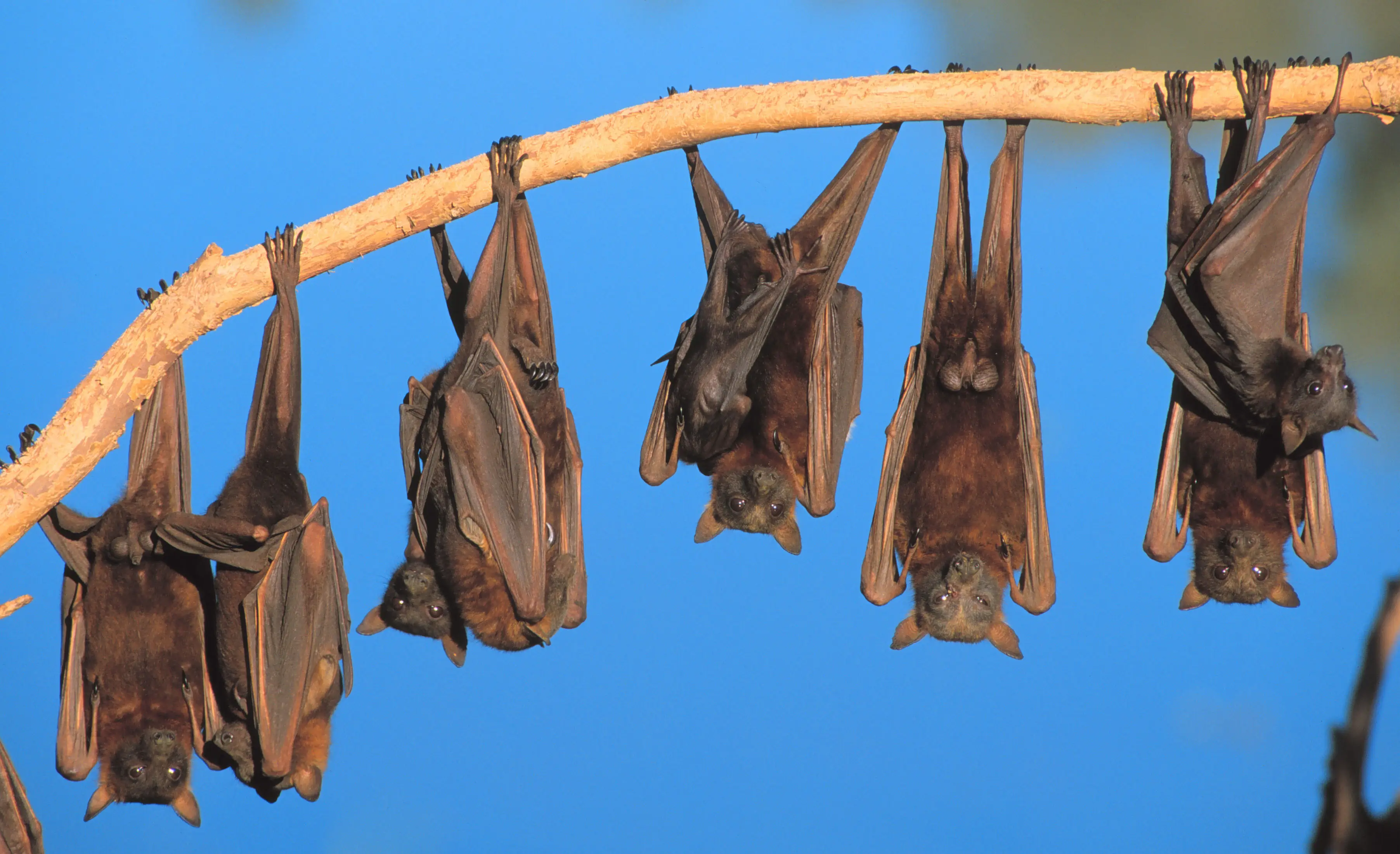 In some cases of the deaths, children had reportedly eaten bats (Getty Images)