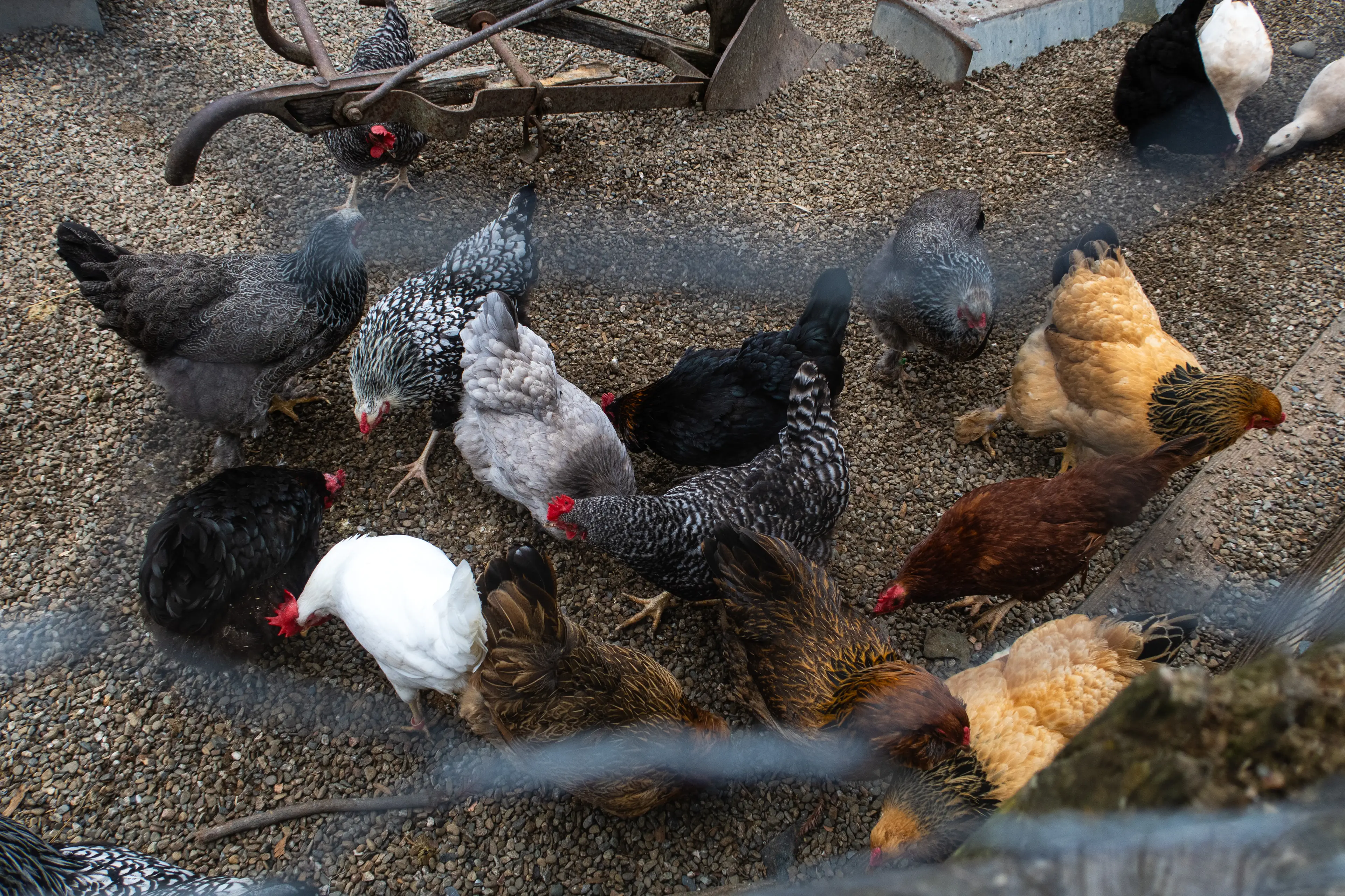 Bird keepers are being urged to keep an eye on their animals (Jay L Clendenin/Getty Images)