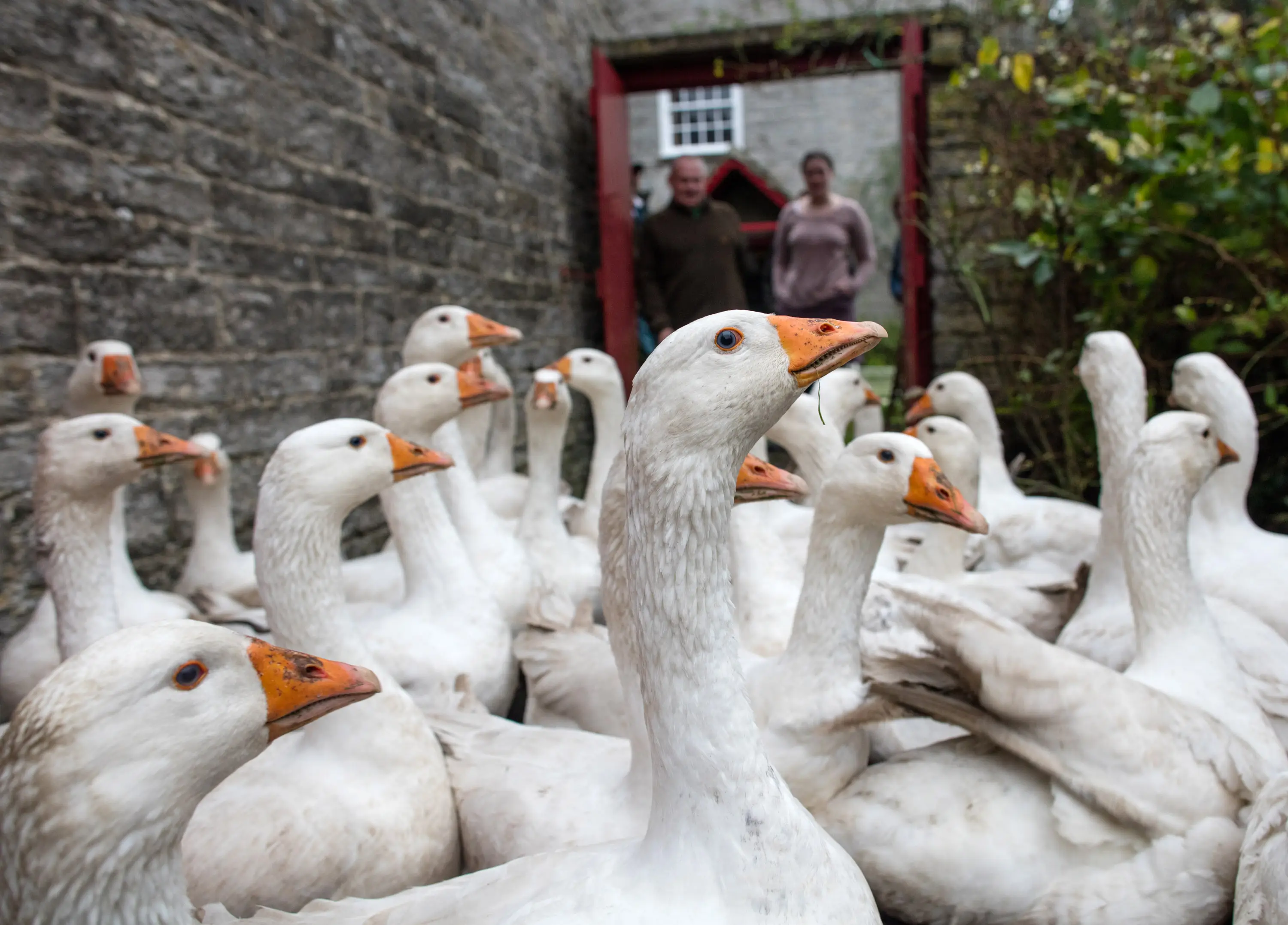 Poop from geese was analysed (Matt Cardy/Getty Images)