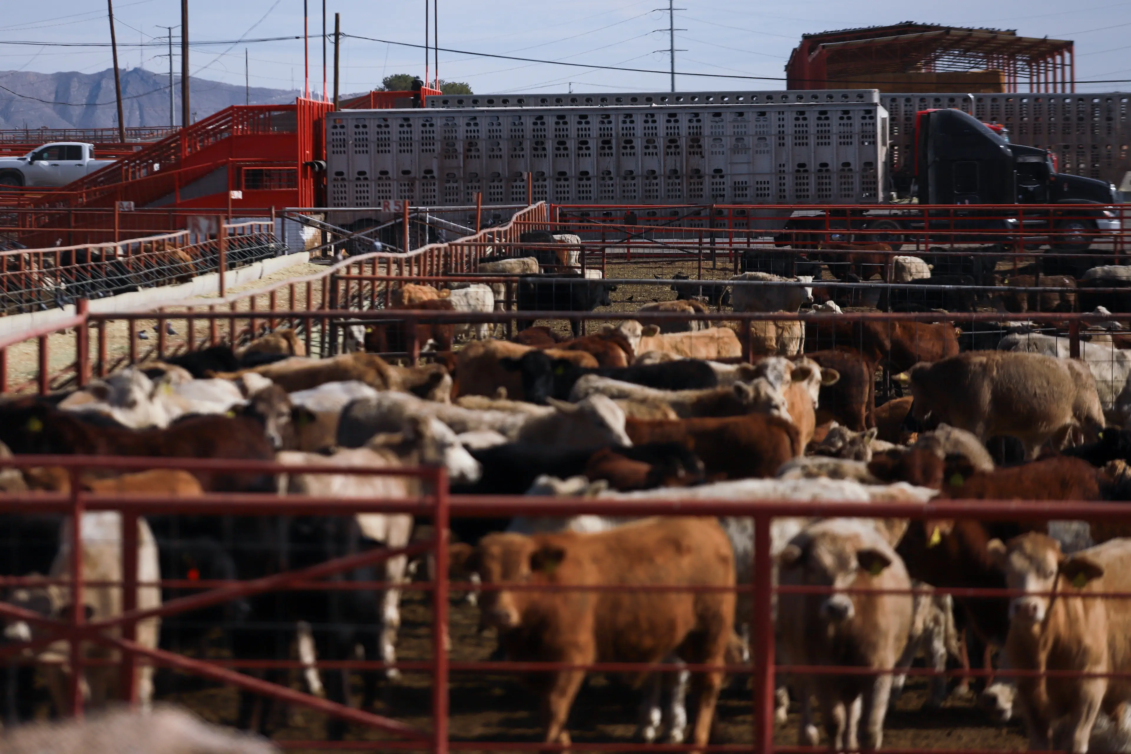 The parasites have the potential to severely impact US livestock (Christian Torres/Anadolu via Getty Images)